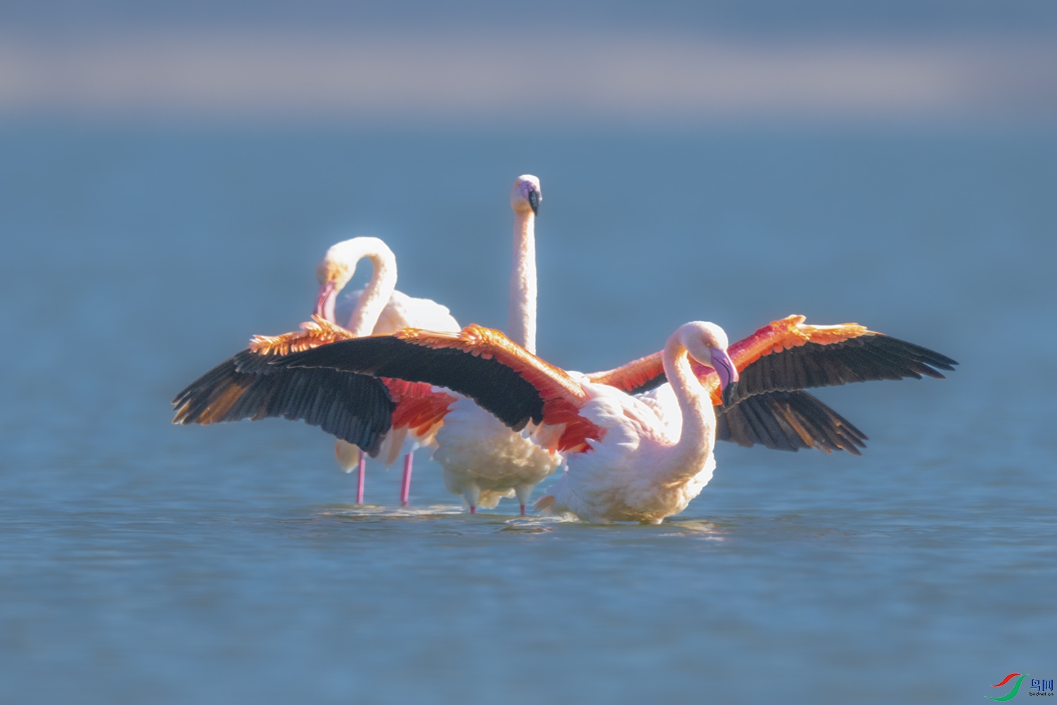 DSC_9336.jpg