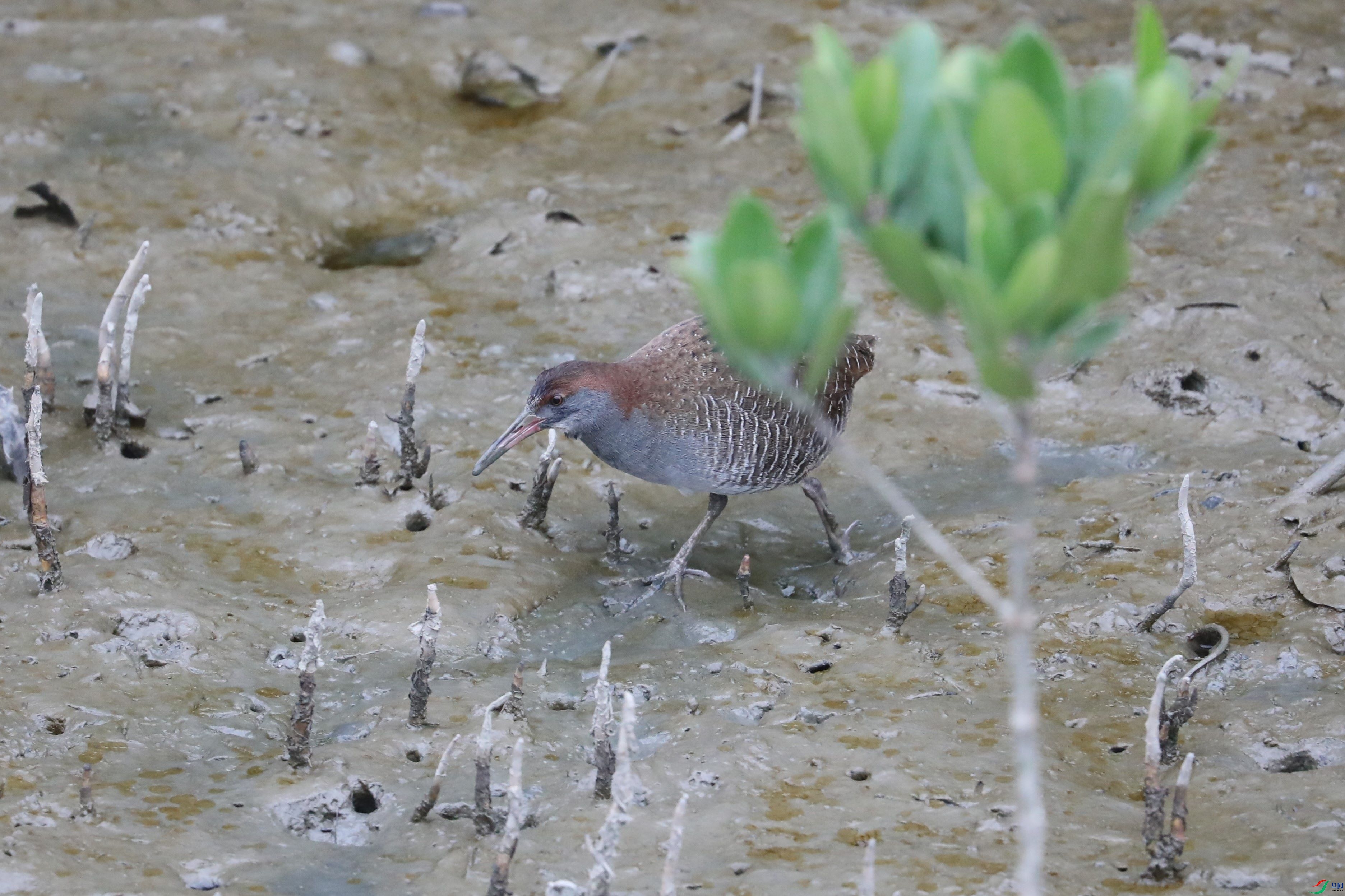 BL7A6806.JPG