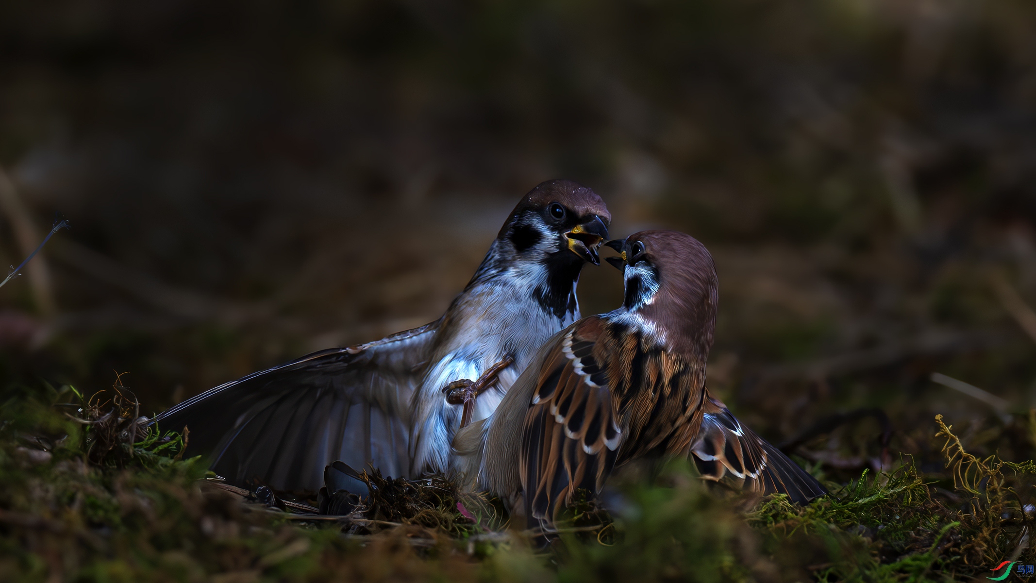 DSC_9828xnn-����ǿ-NR.jpg