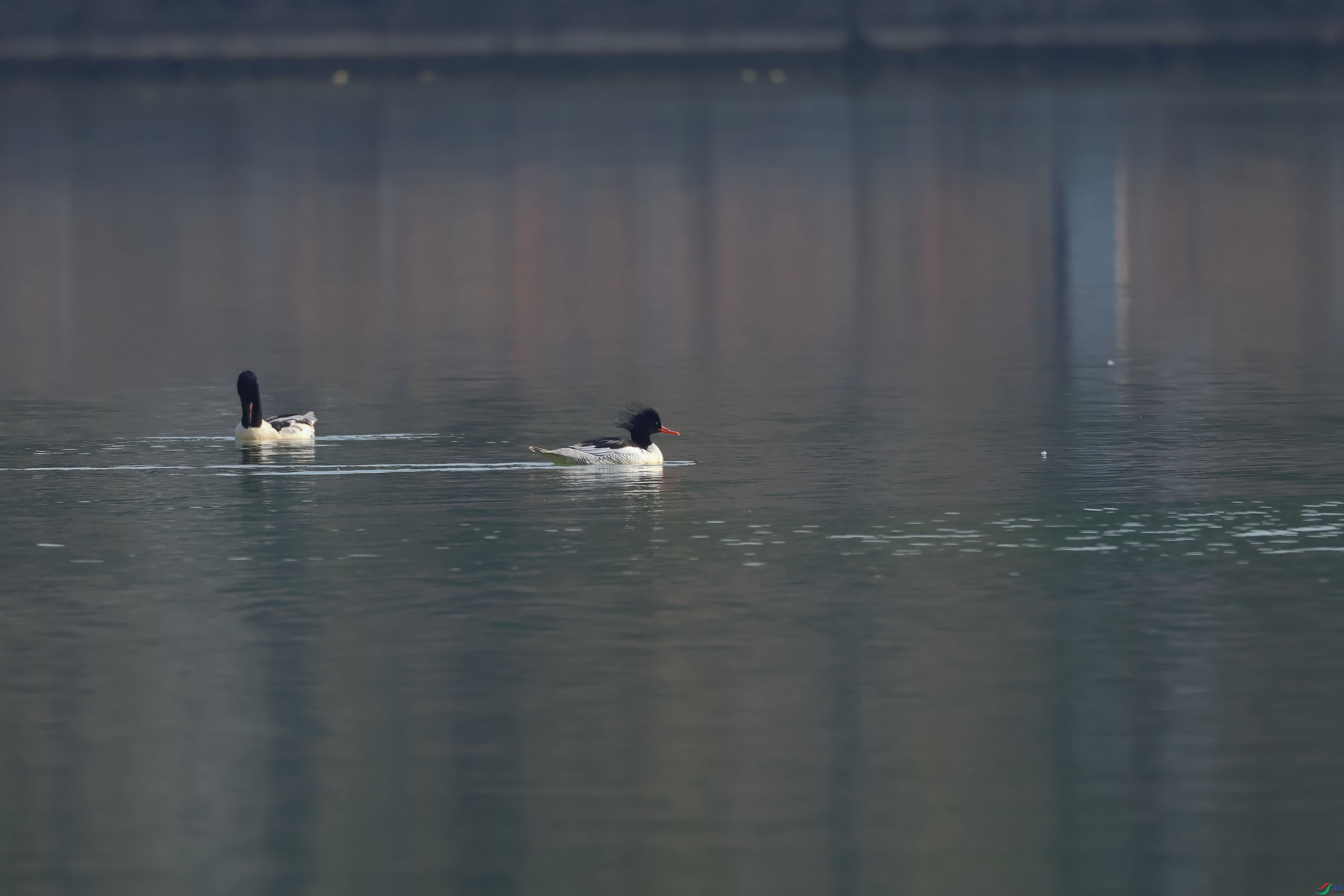 IMG_8647-full-r.JPG