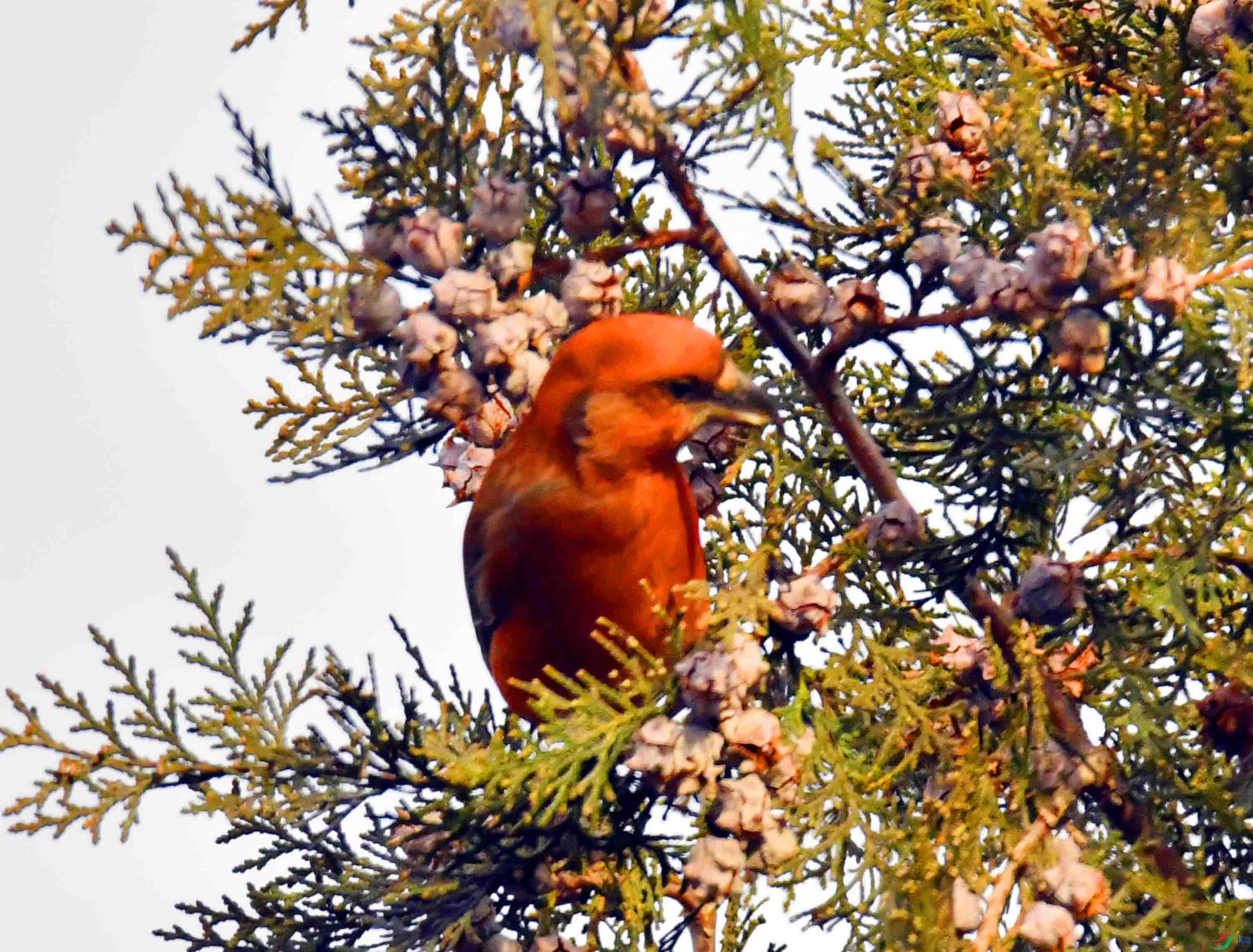 DSC_5297.JPG
