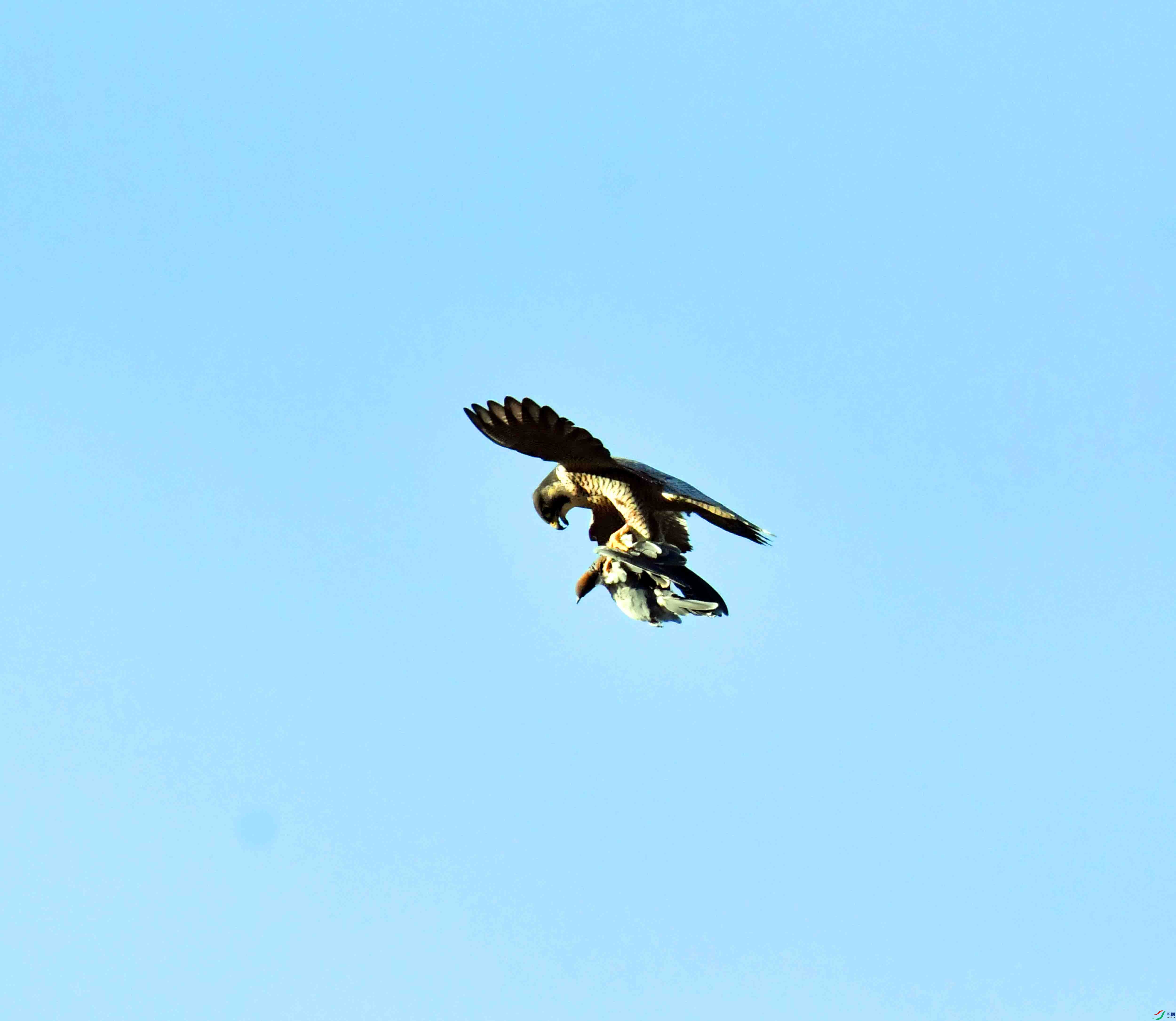 DSC_6372.JPG
