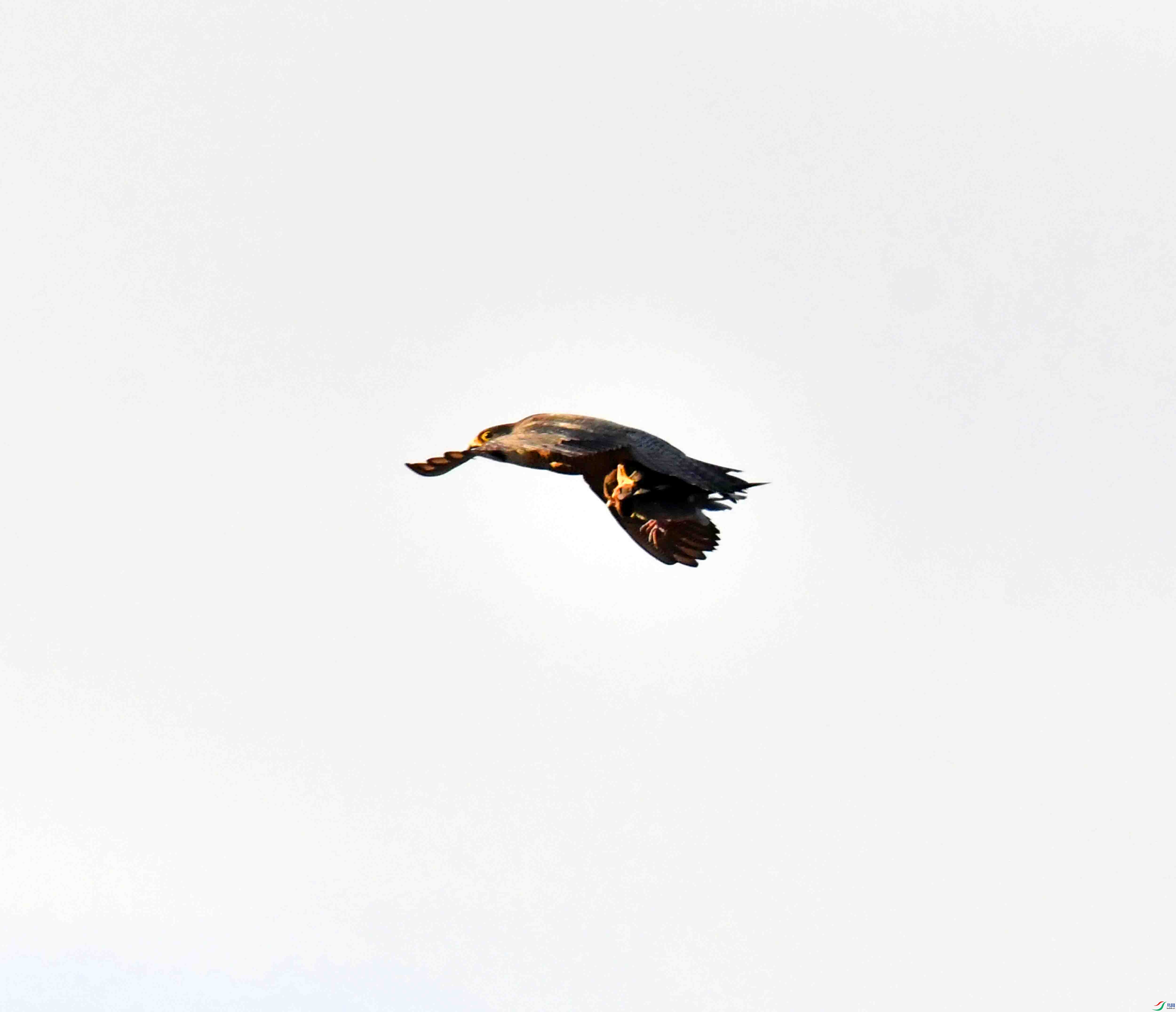 DSC_6379.JPG