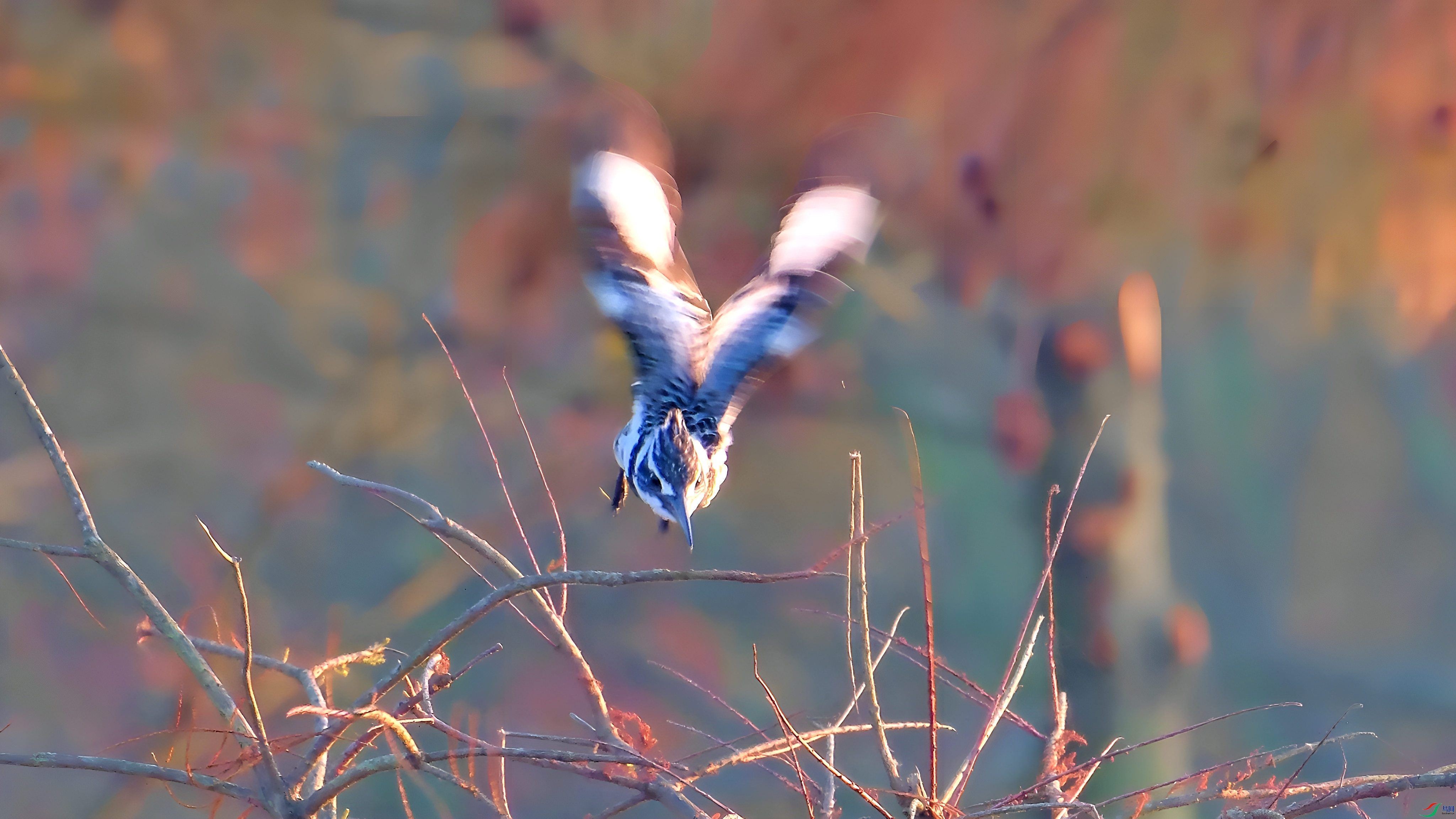 DSCF81211.jpg