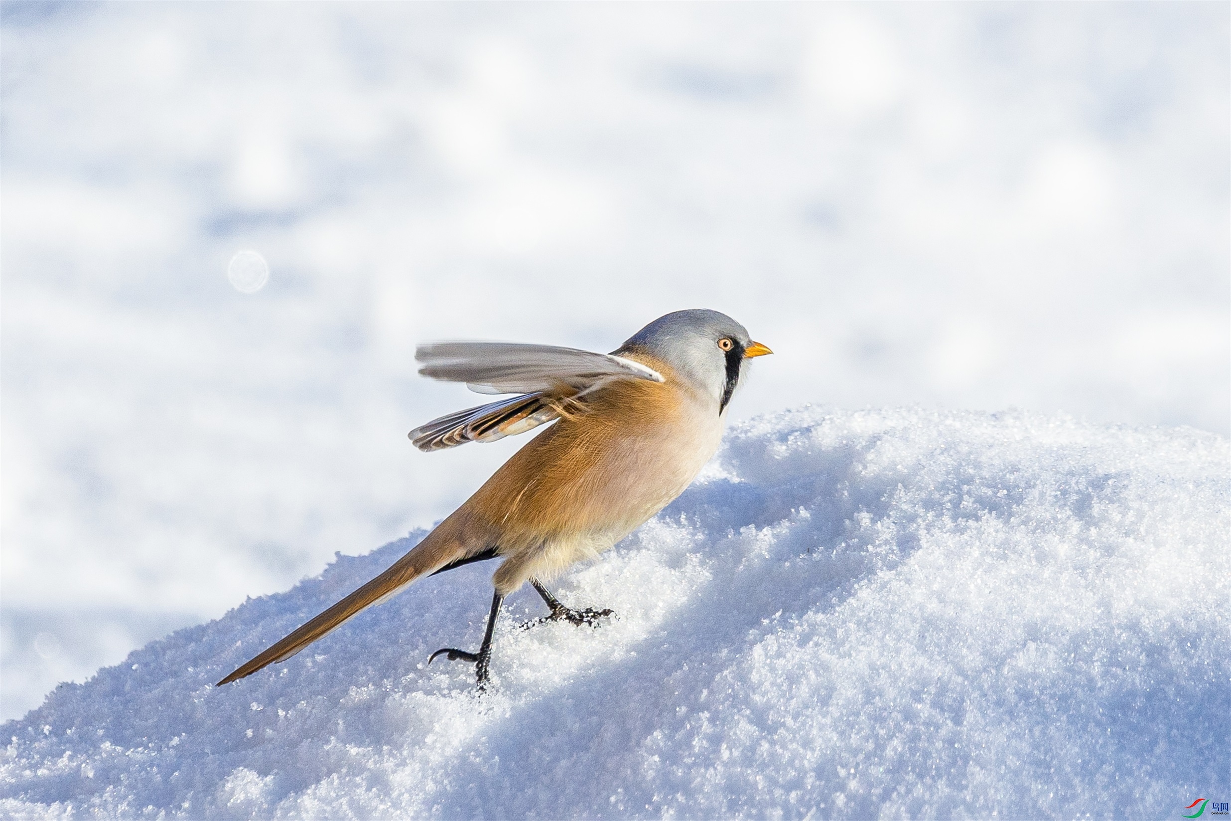 1K3A2694 ����1.jpg