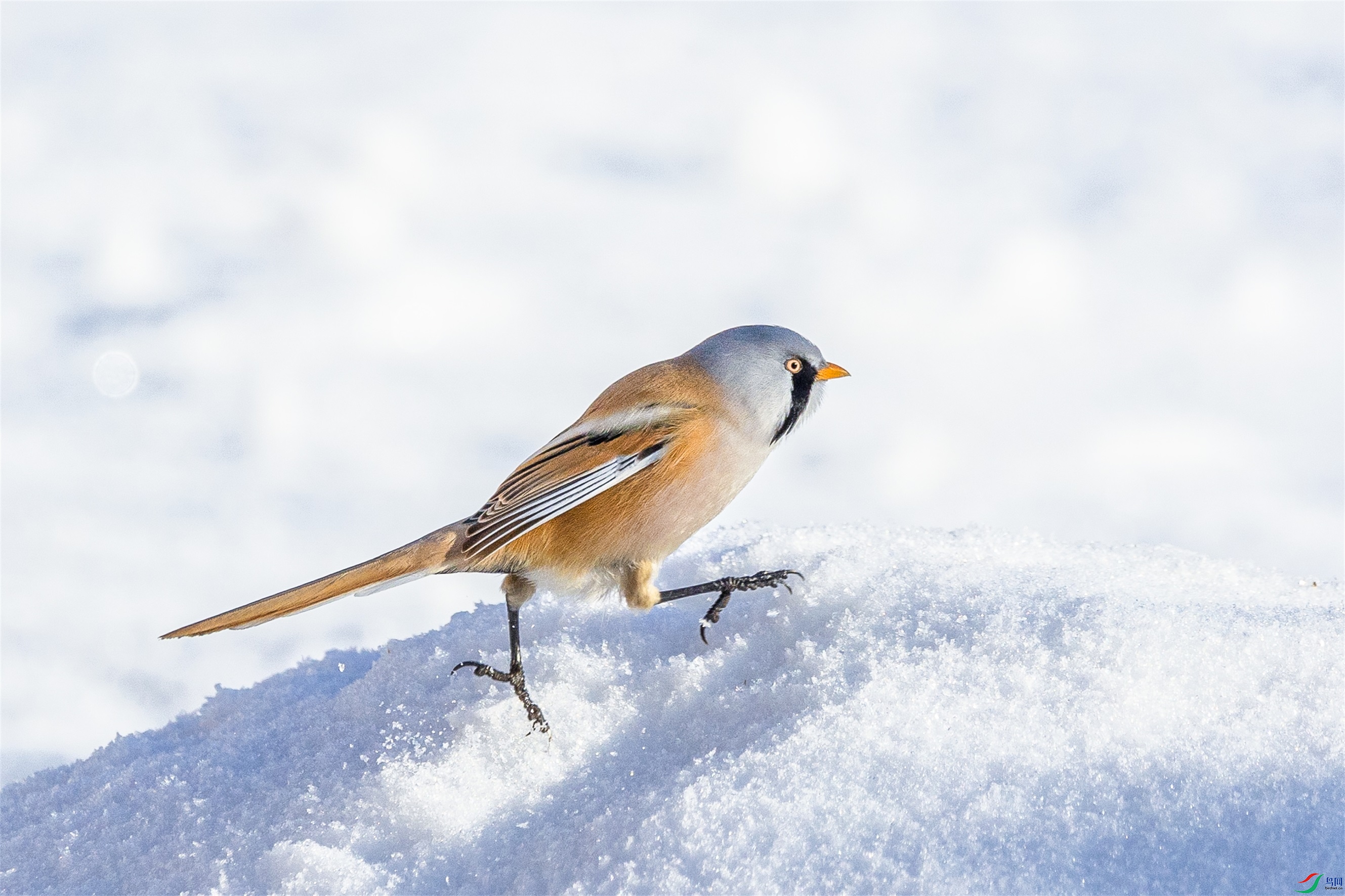 1K3A2695 ����1.jpg