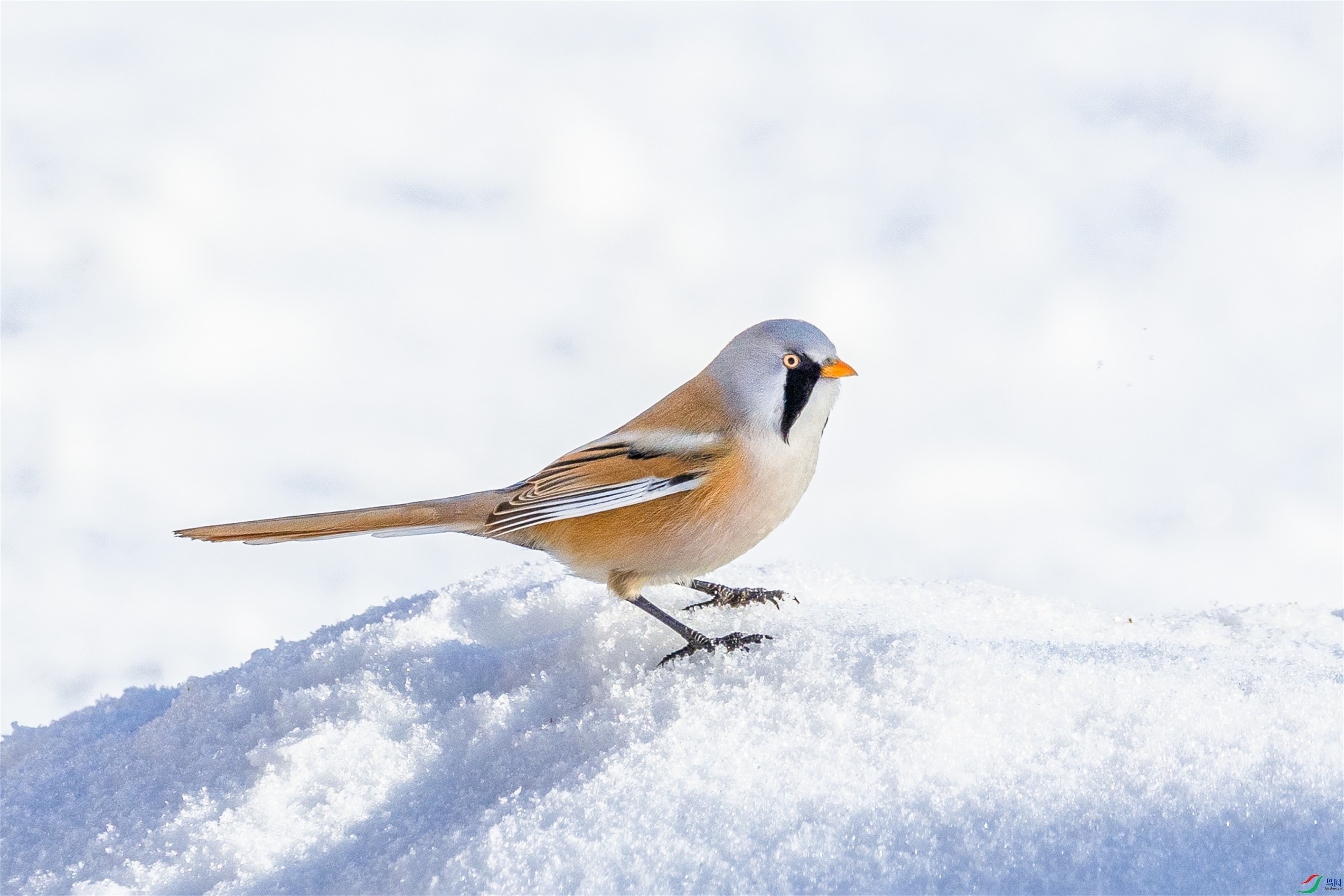 1K3A2698 ����1.jpg