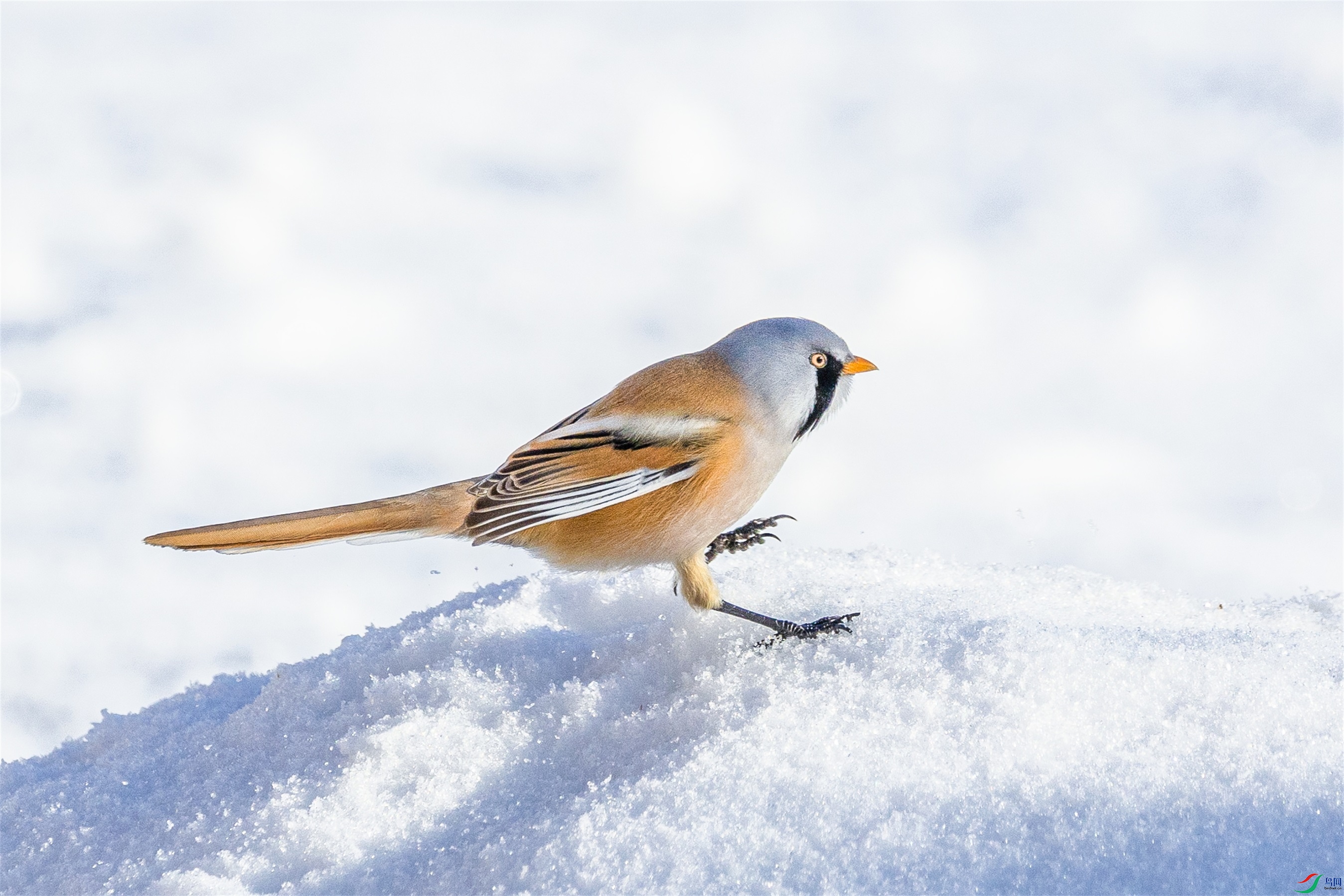 1K3A2696 ����1.jpg