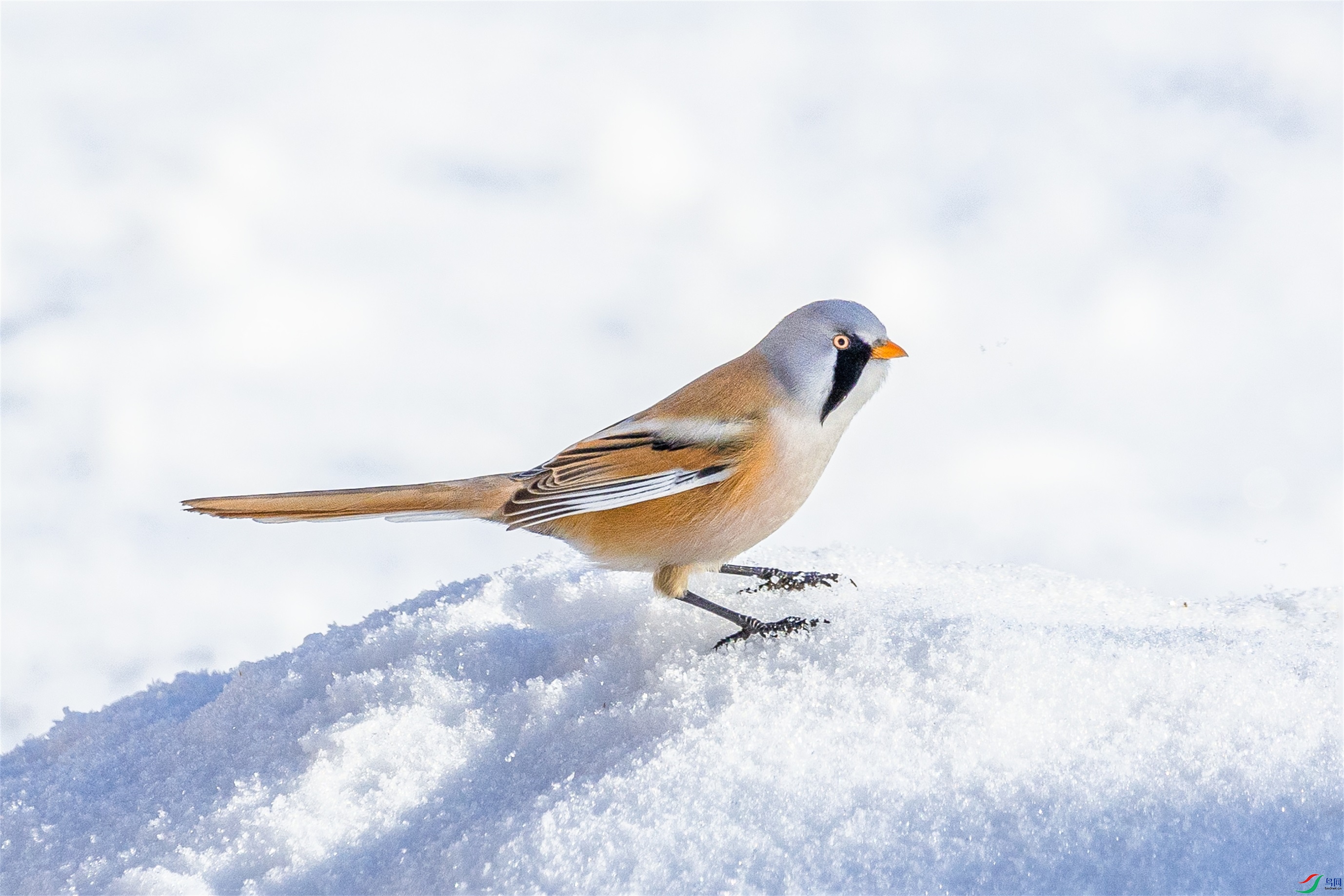 1K3A2697 ����1.jpg