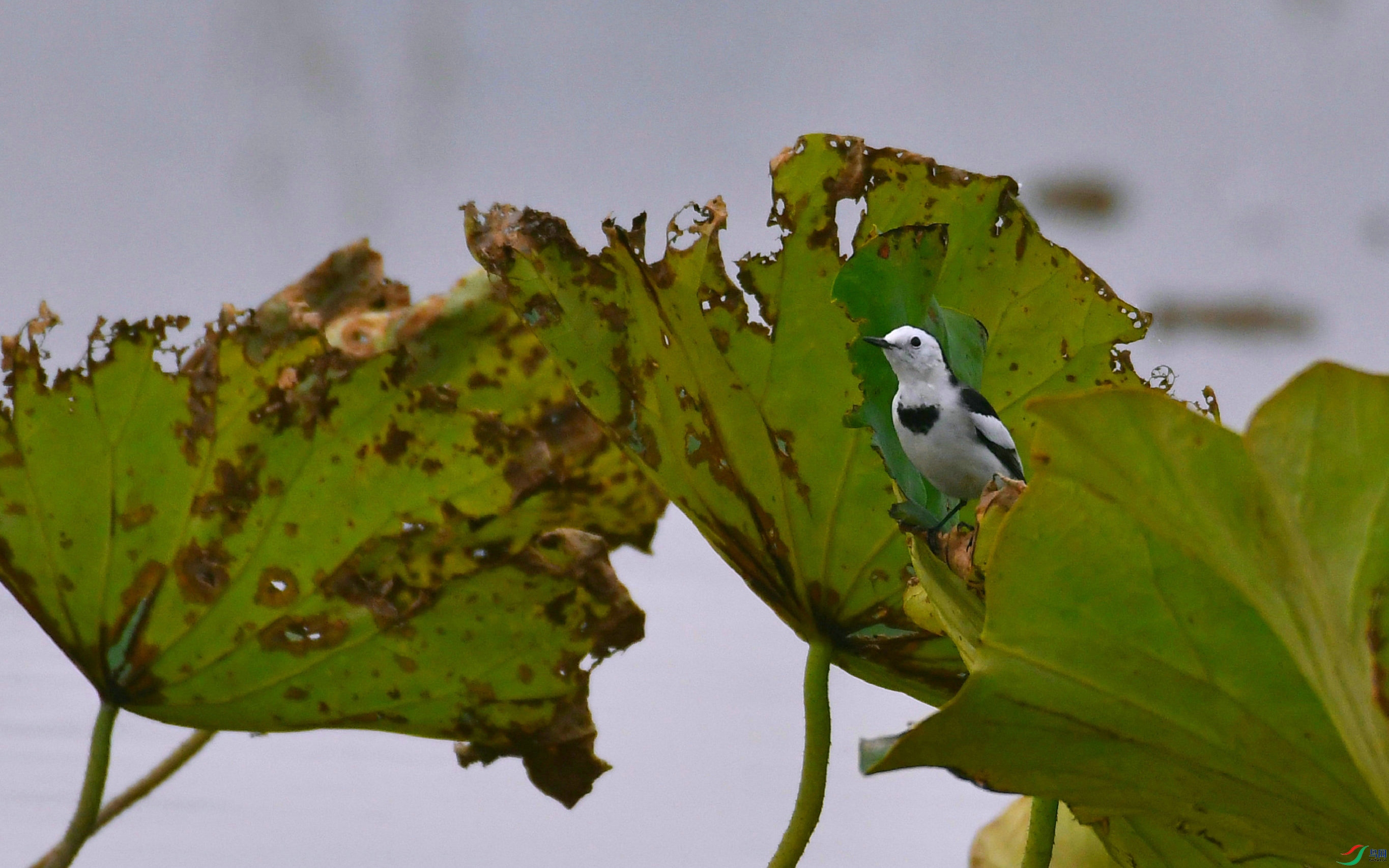 DSC_9498.JPG