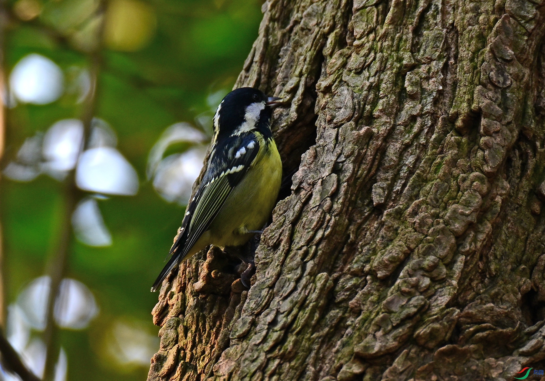 DSC_1876a.jpg