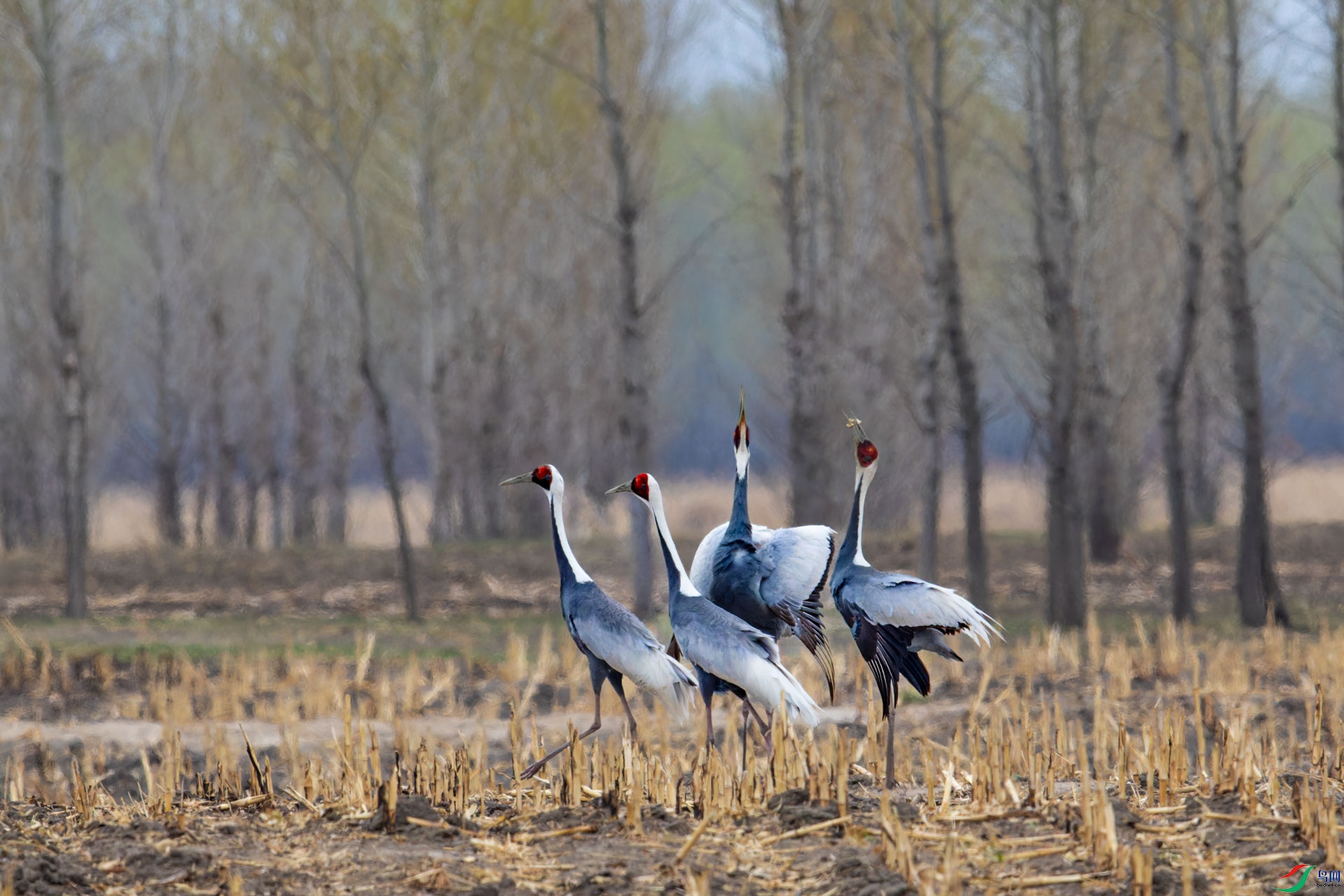 _00A3726-CR2_DxO_DeepPRIMEXD-1.jpg