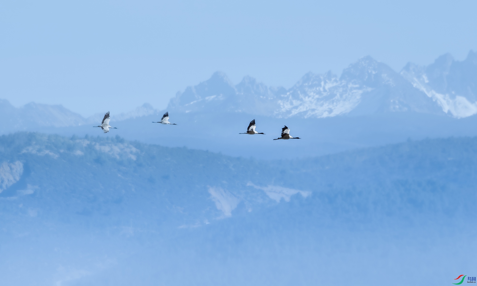 �ھ��״����� ��Խѩɽ �ź�÷.jpg