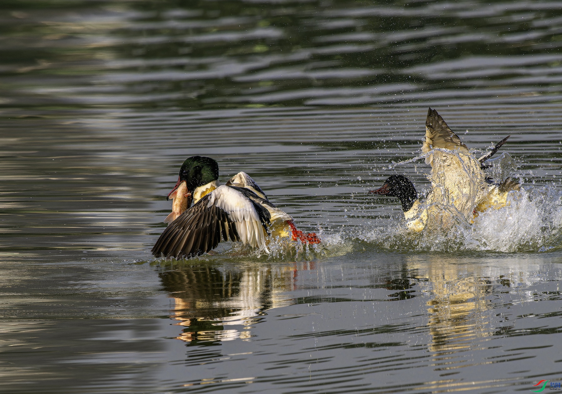 ��ͨ��ɳѼ (9)-1.jpg