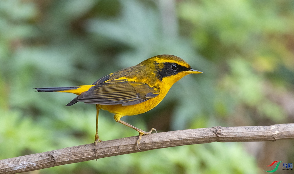 ��ɫ��� (4).jpg