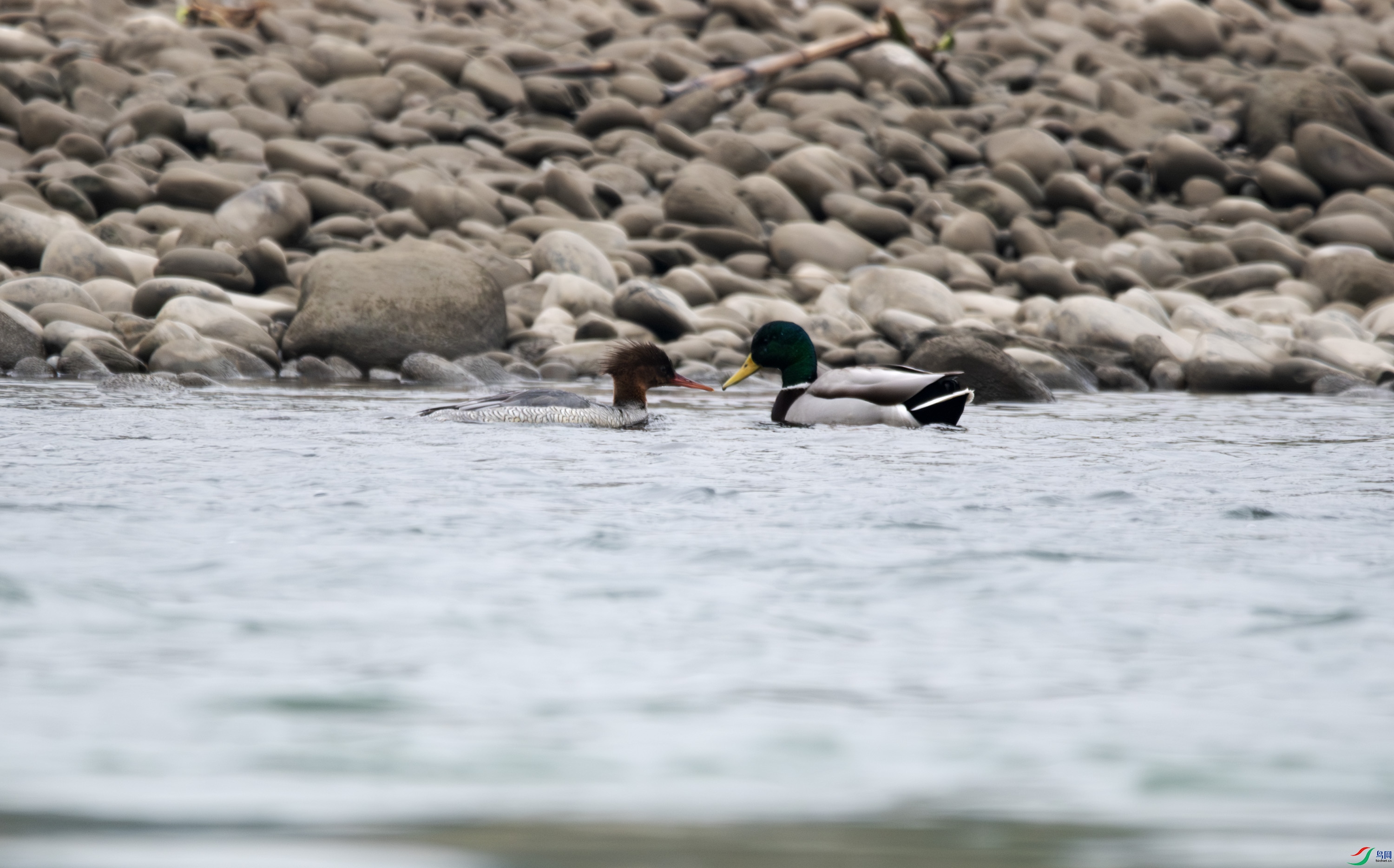 DSC_2811-����ǿ-NR-1.jpg