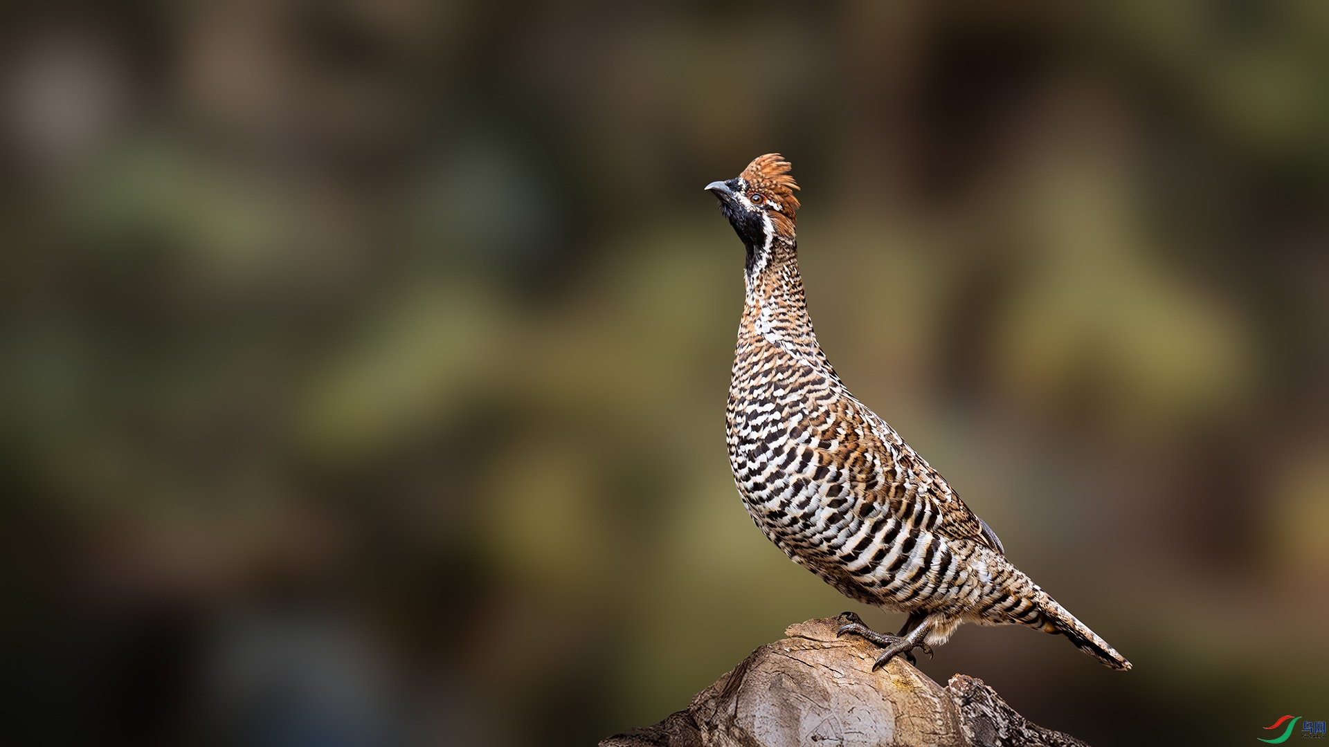 Ҳ��֪����������