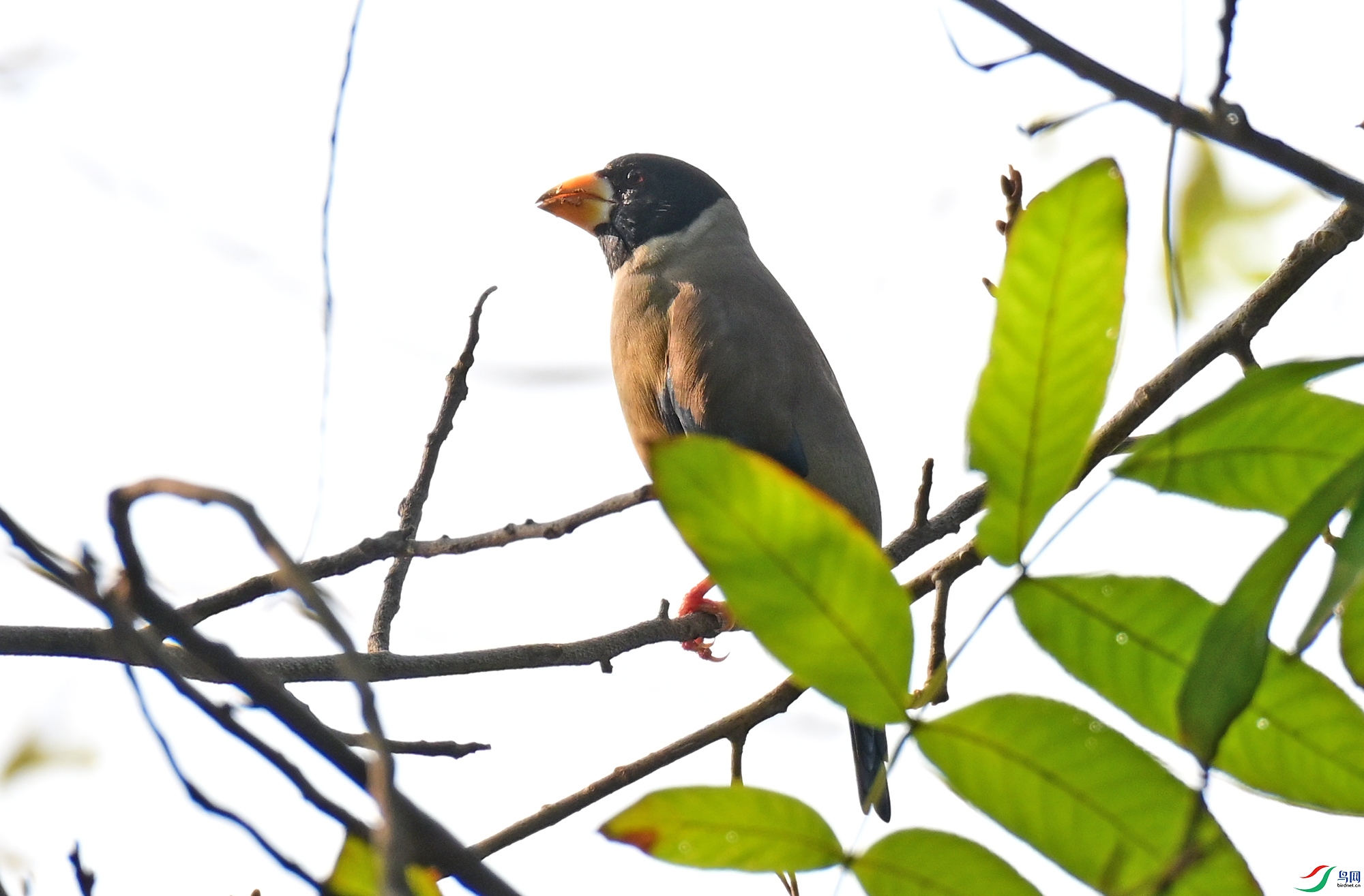 DSC_1927a.jpg