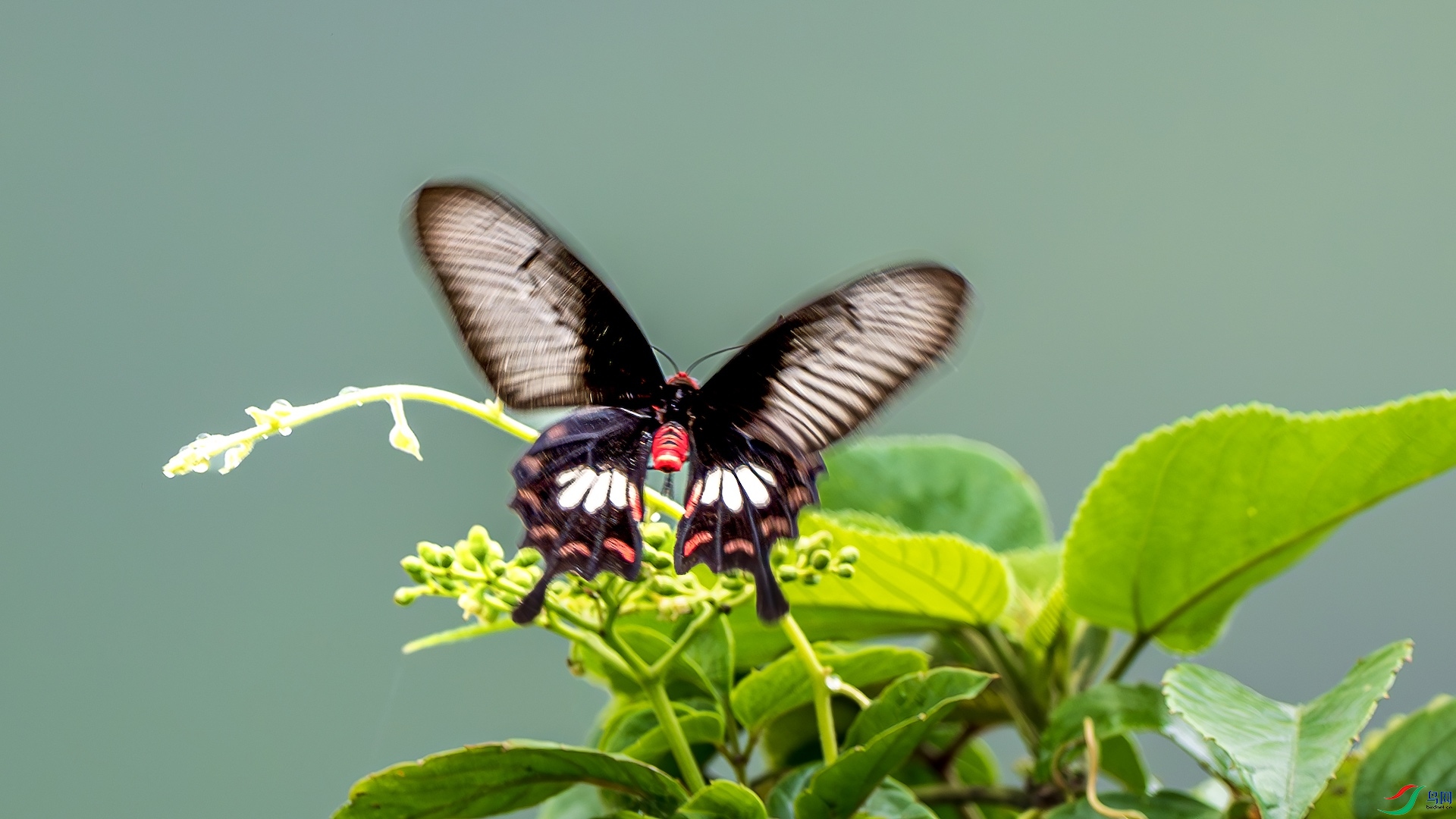 1_XXL2954-����ǿ-NR ����.jpeg