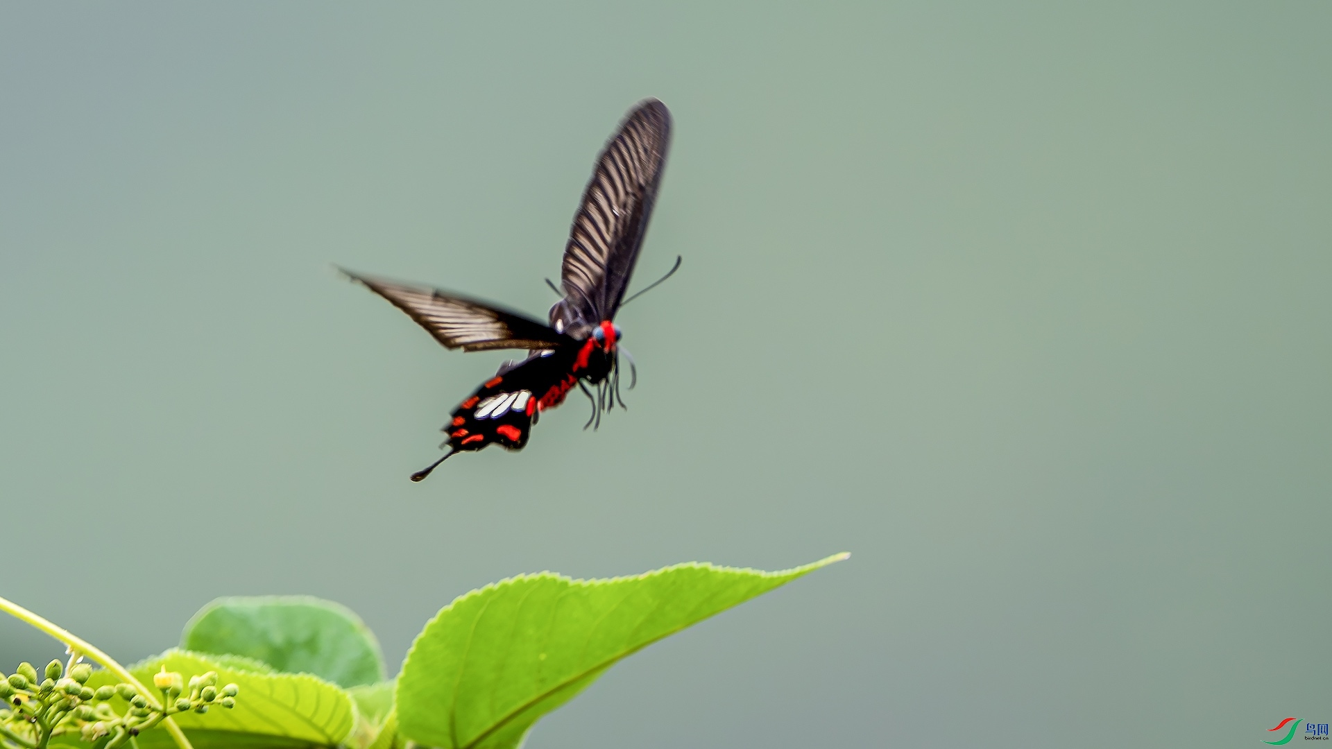 1_XXL2960-����ǿ-NR ����.jpeg