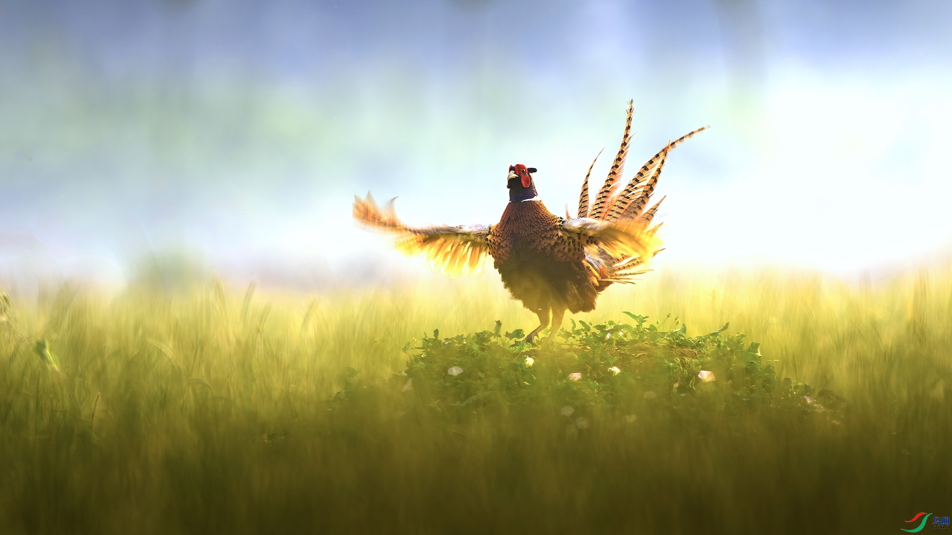 3_XXL3592-����ǿ-NR ���� 2 2.jpeg