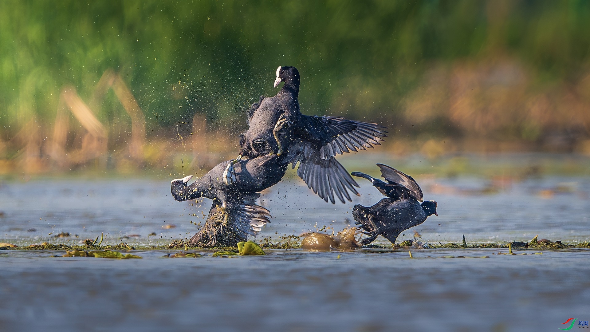 31-2_XXL6312-����ǿ-NR ���� 2.jpeg