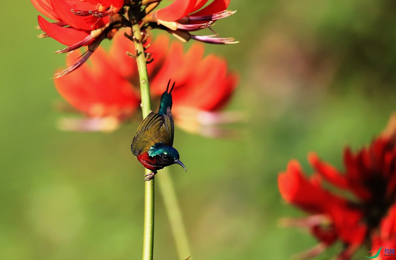 ���� IMGL6932.JPG