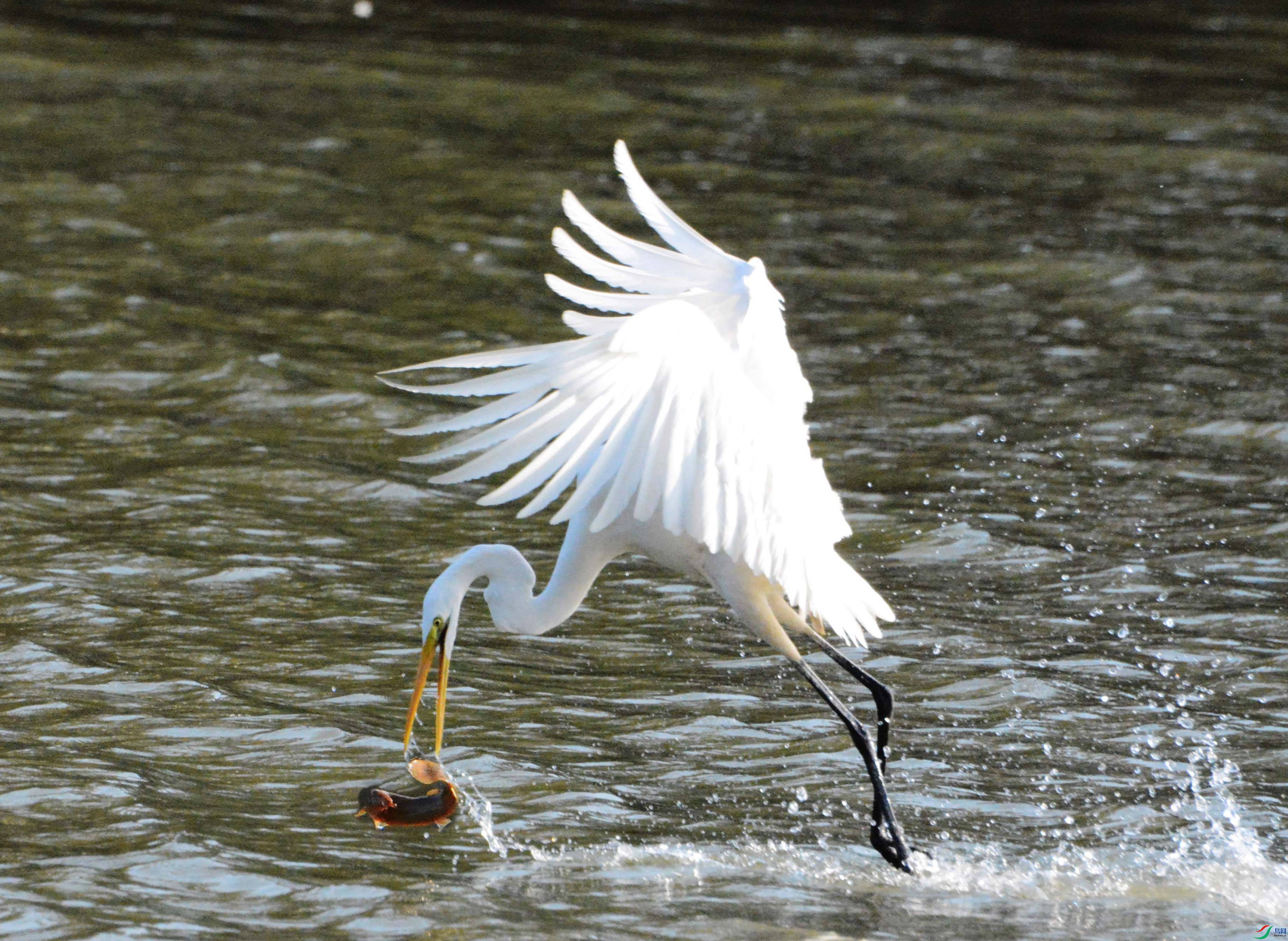 DSC_5802a.jpg