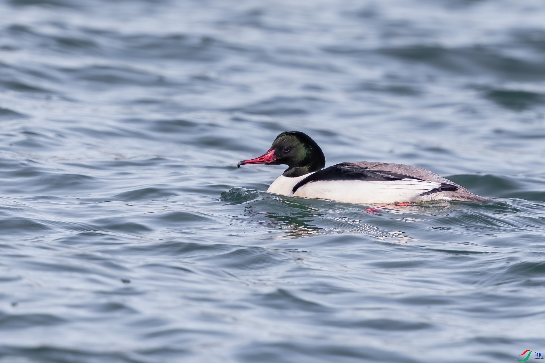 AQ4P0716-1.jpg