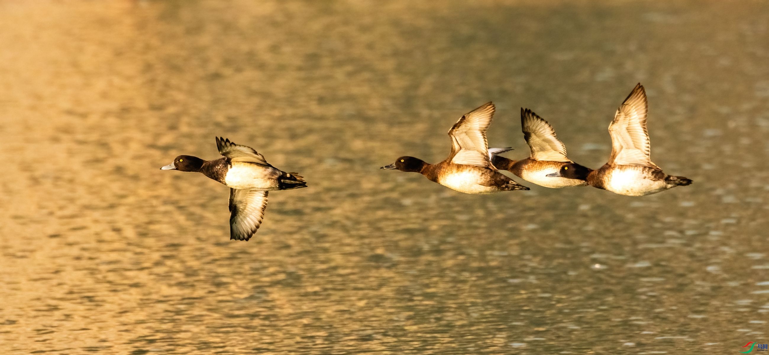 ��ͷǱѼ����