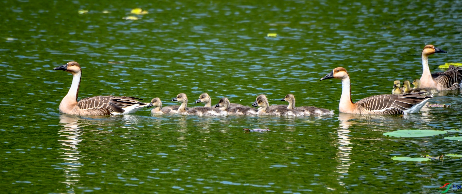 ���㸡��ˮ����������