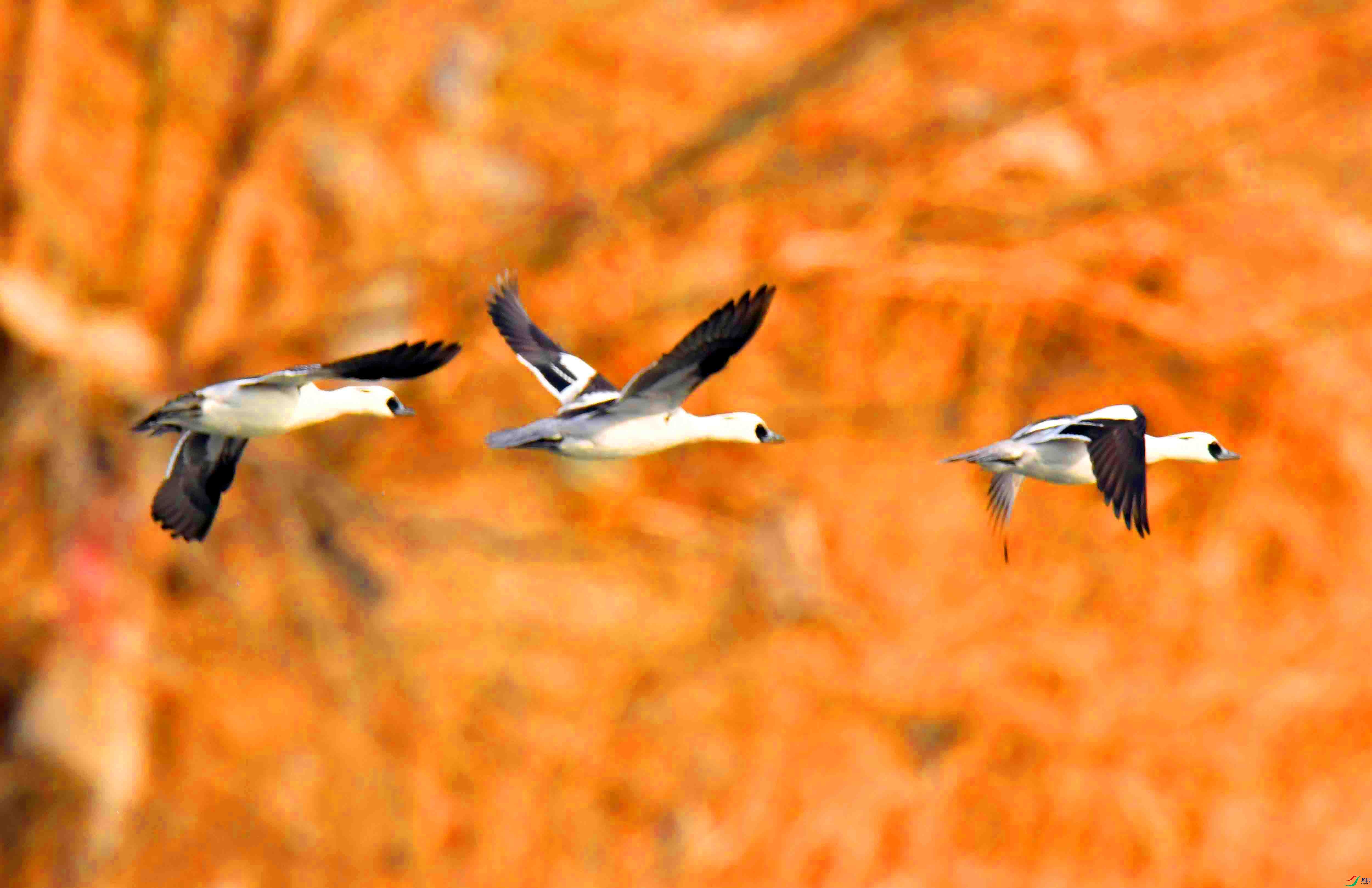 DSC_2736.JPG