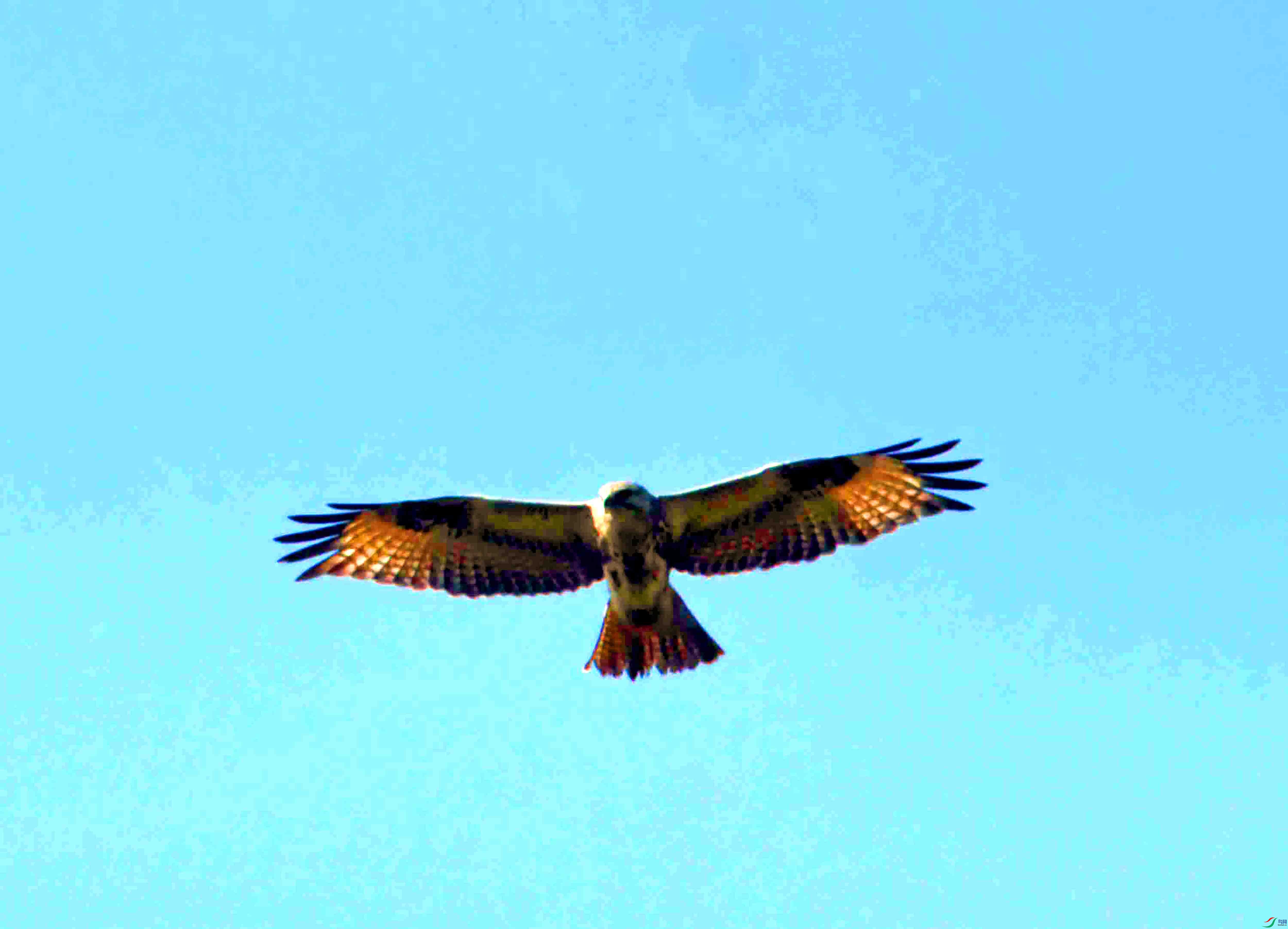 DSC_2437.JPG