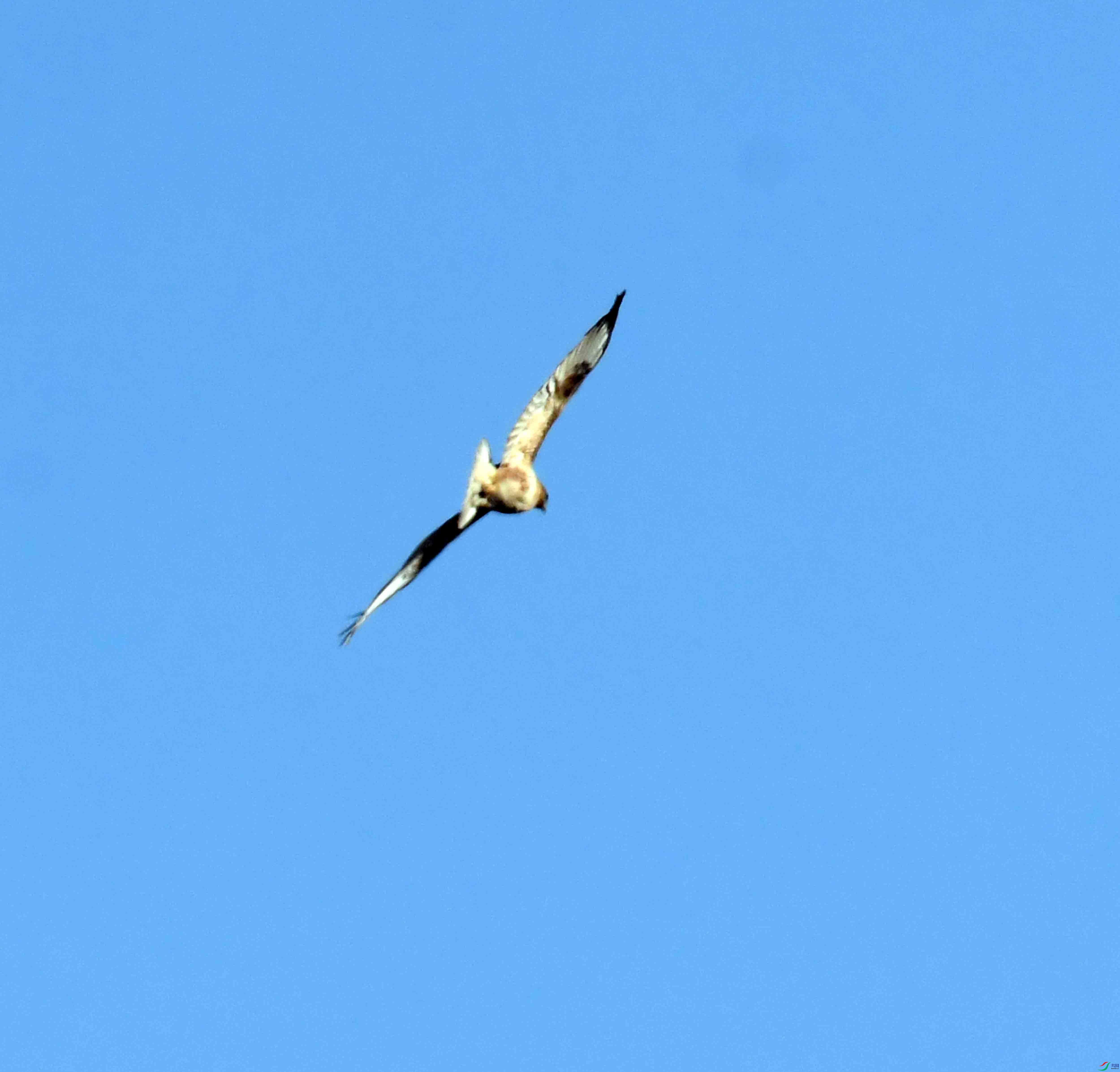 DSC_1977.JPG