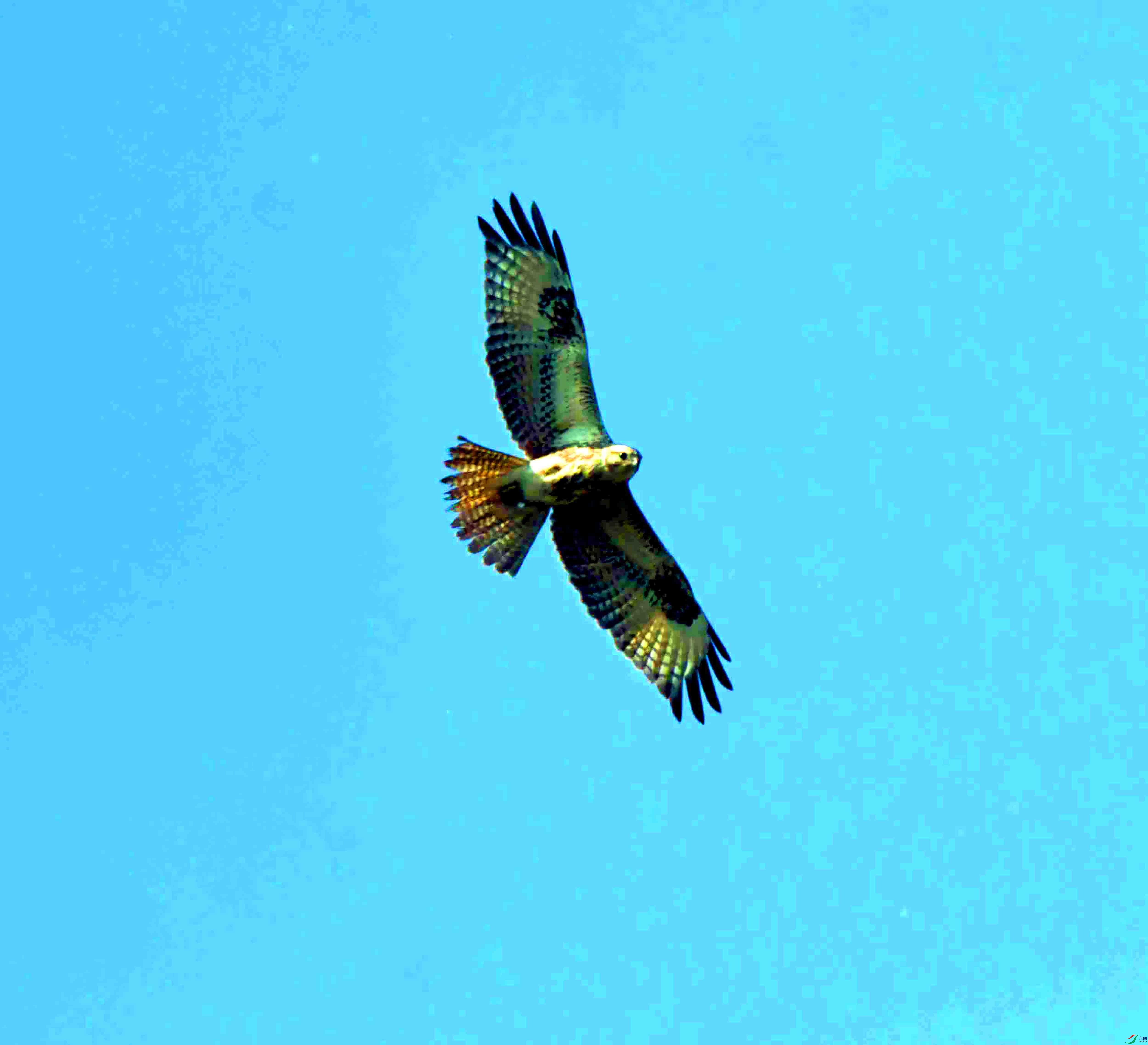 DSC_2440.JPG