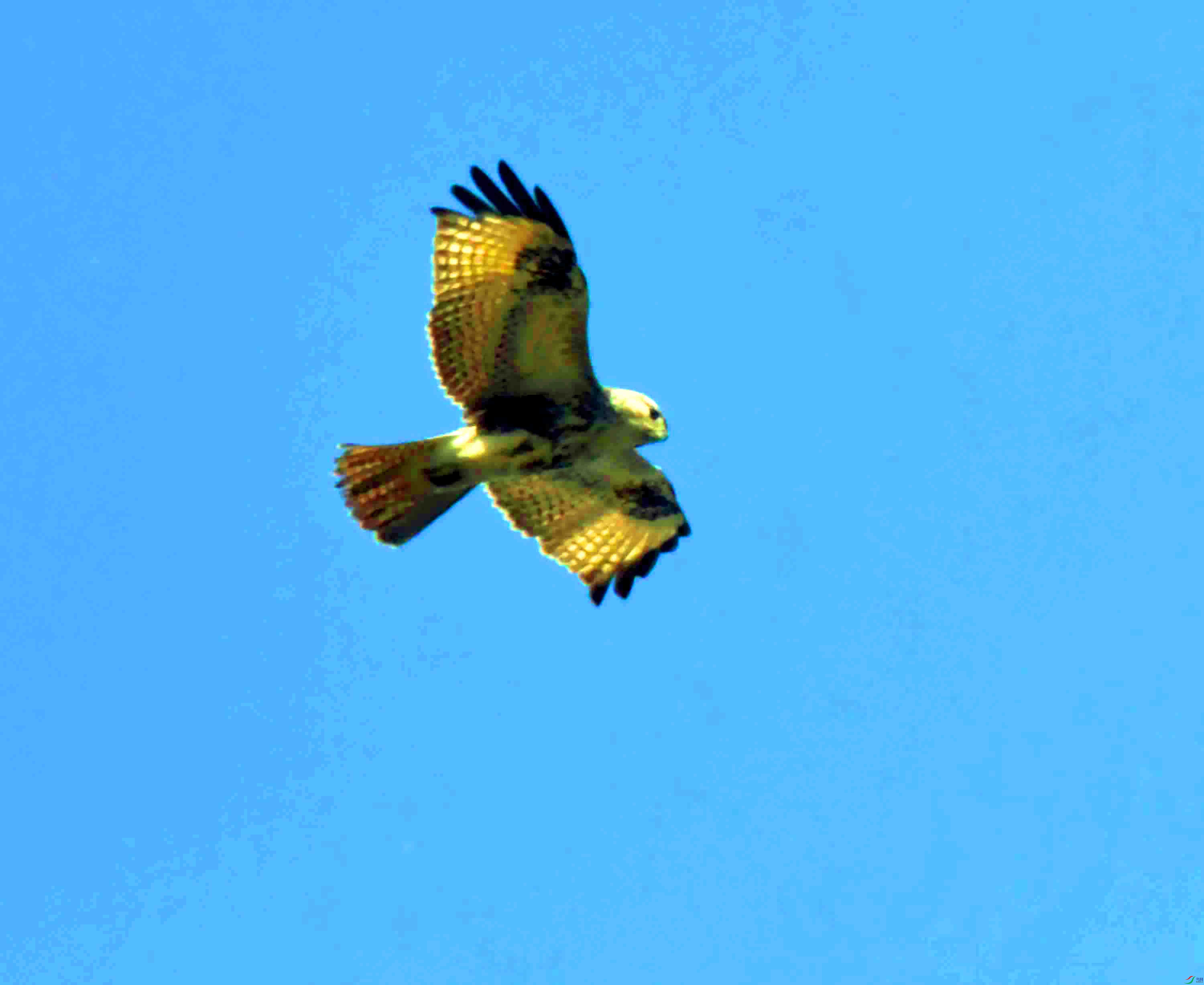 DSC_2447.JPG