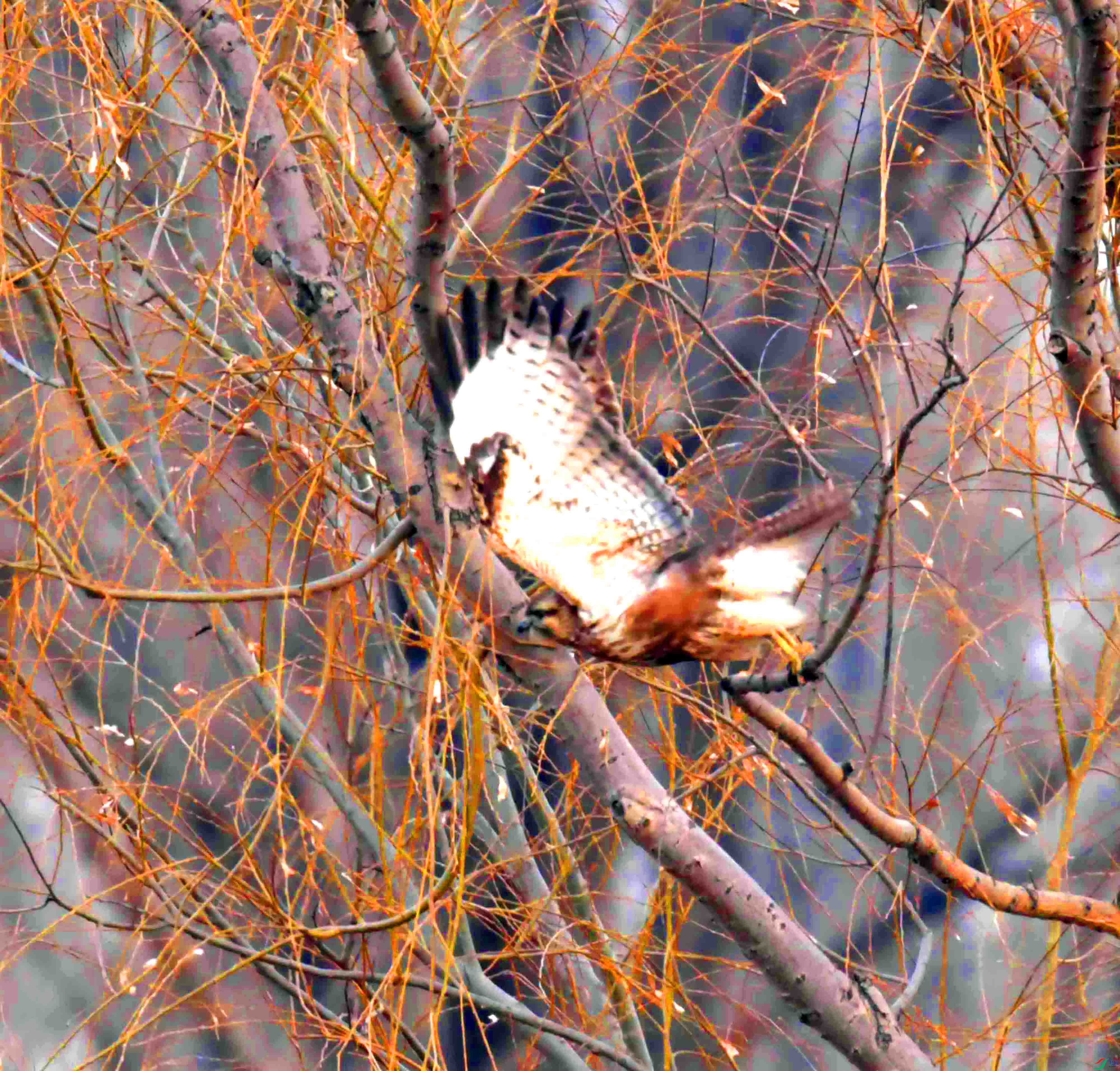 DSC_2483.JPG