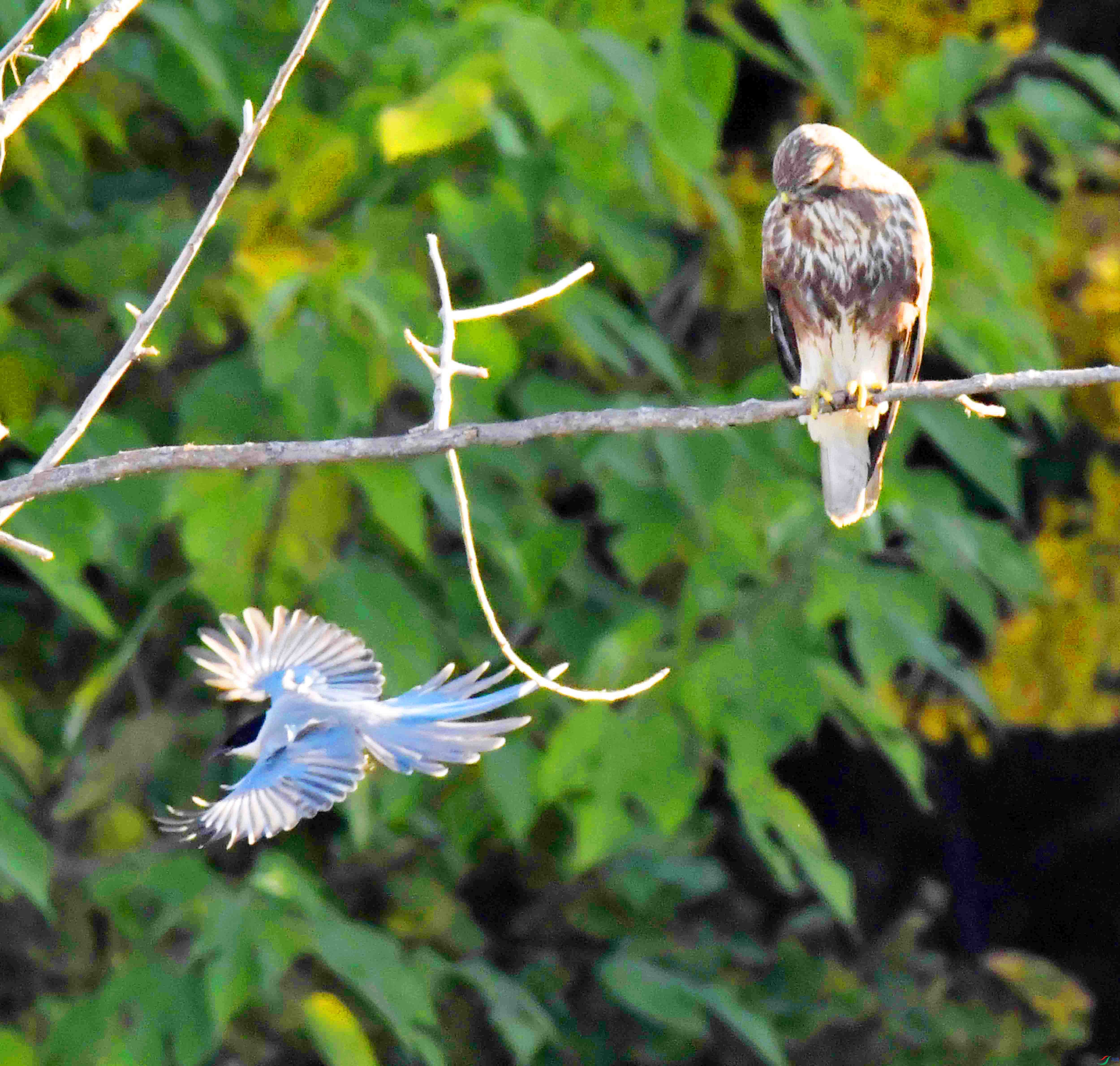 DSC_2487.JPG