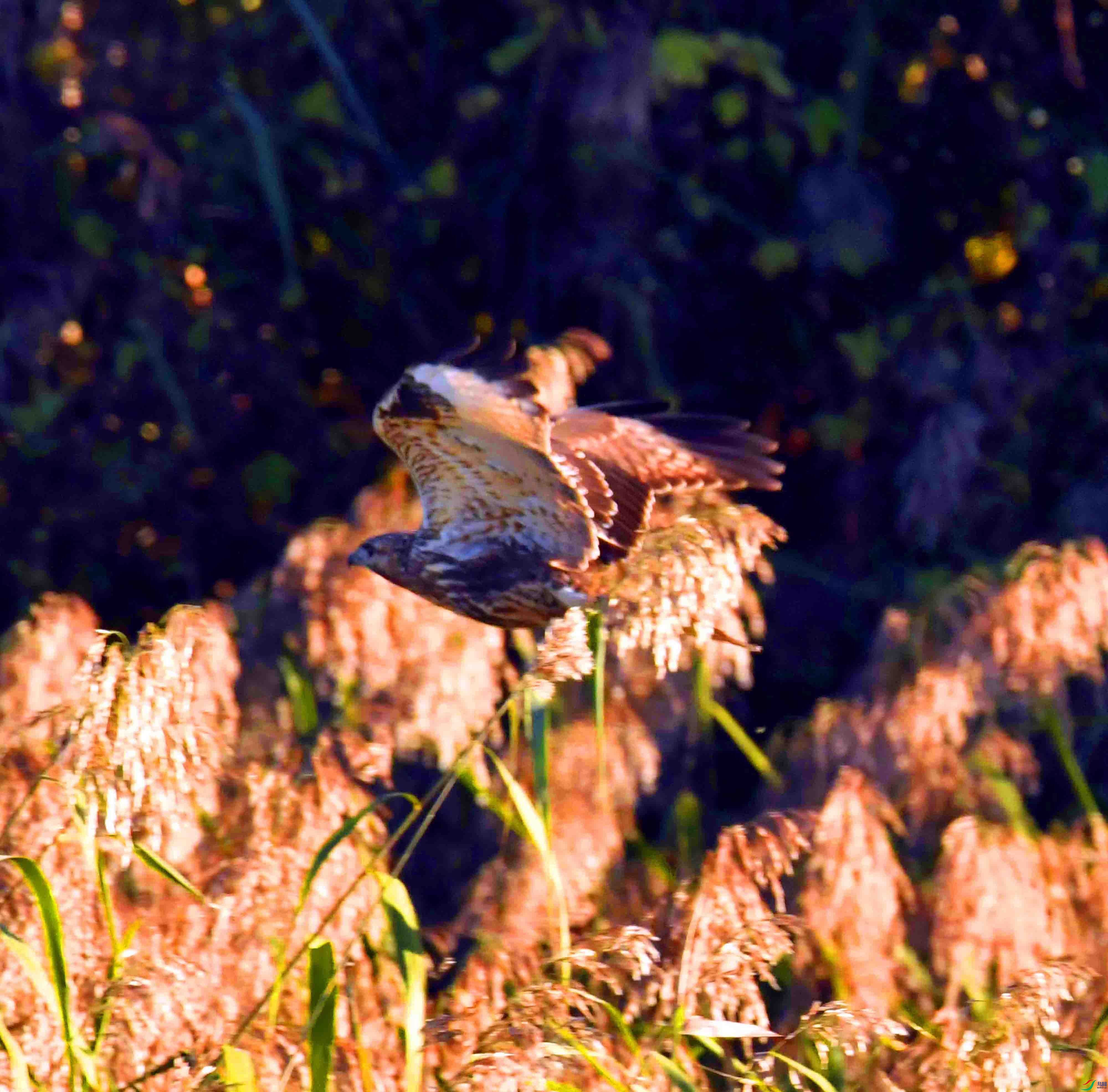 DSC_2562.JPG