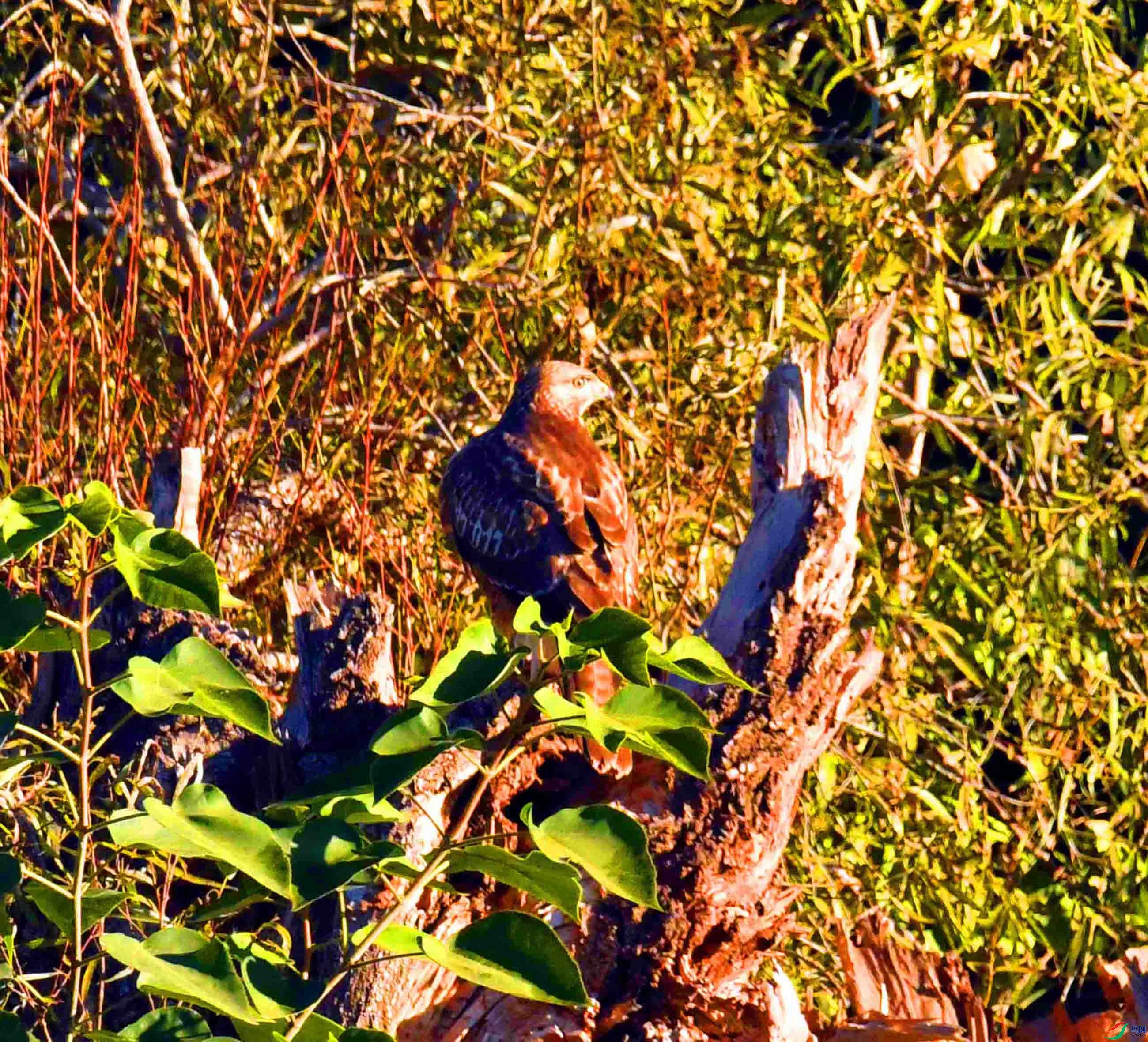 DSC_2571.JPG