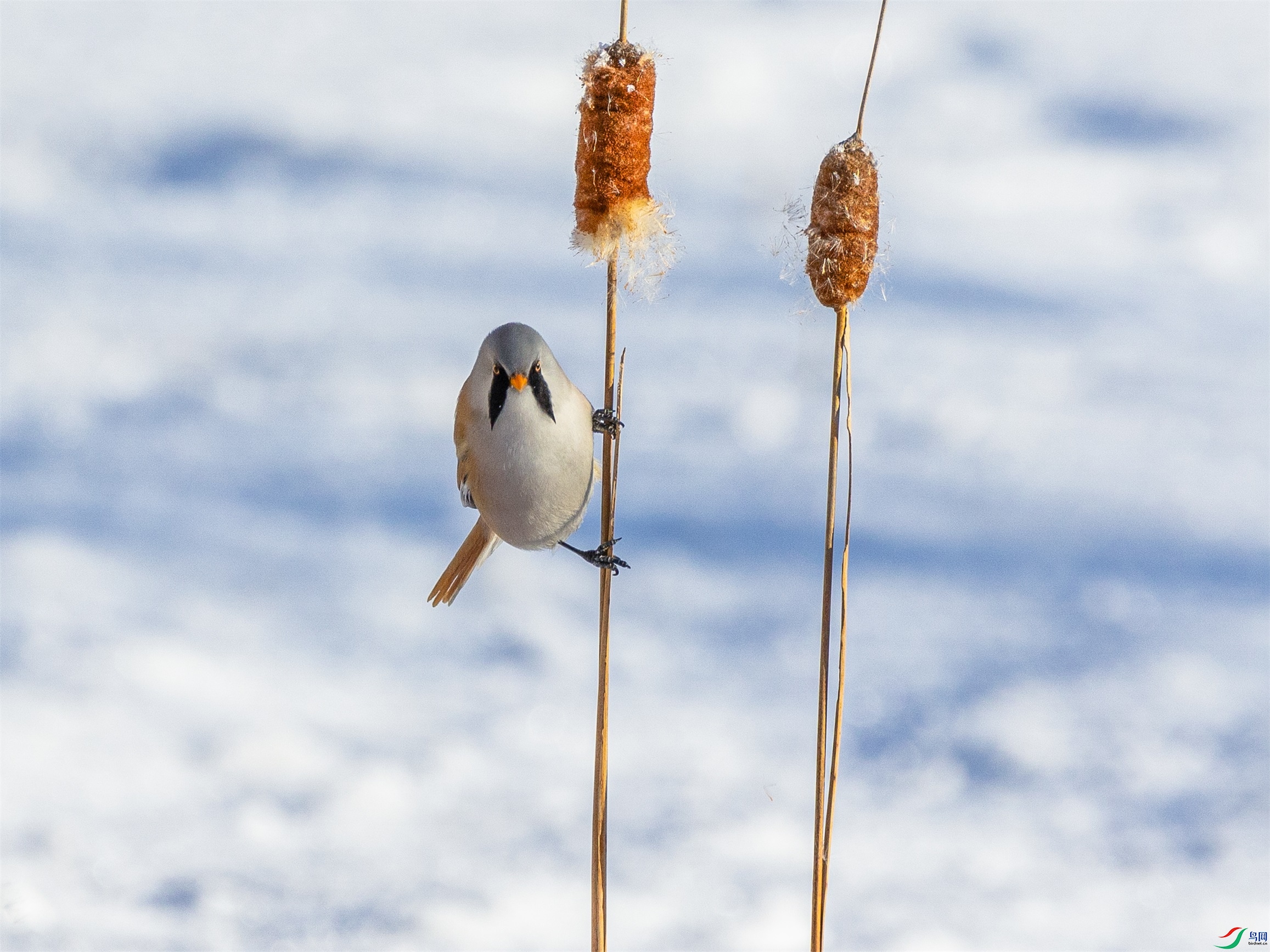 1K3A2237 ����1.jpg