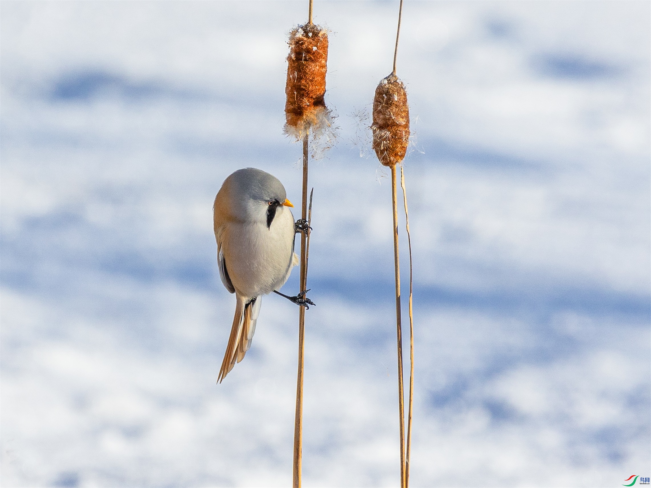 1K3A2235 ����1.jpg