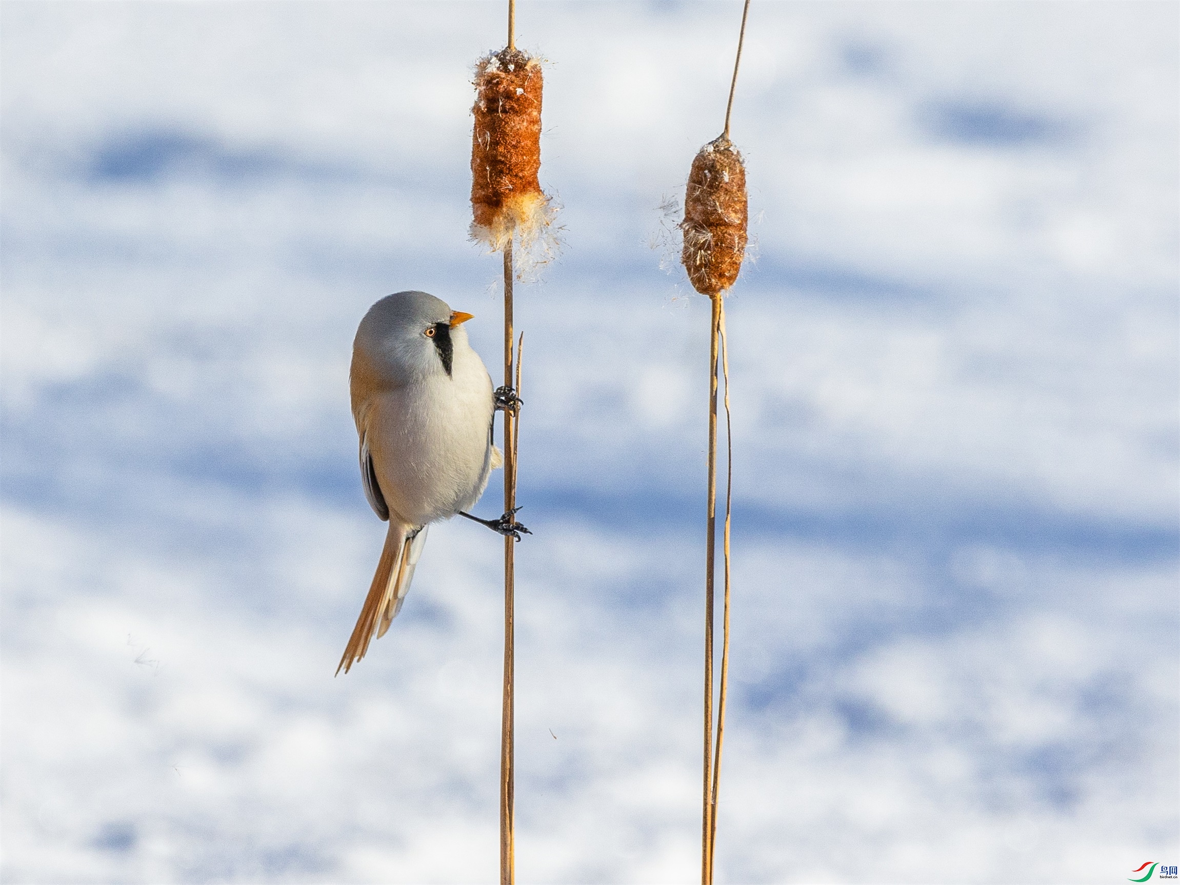 1K3A2231 ����1.jpg