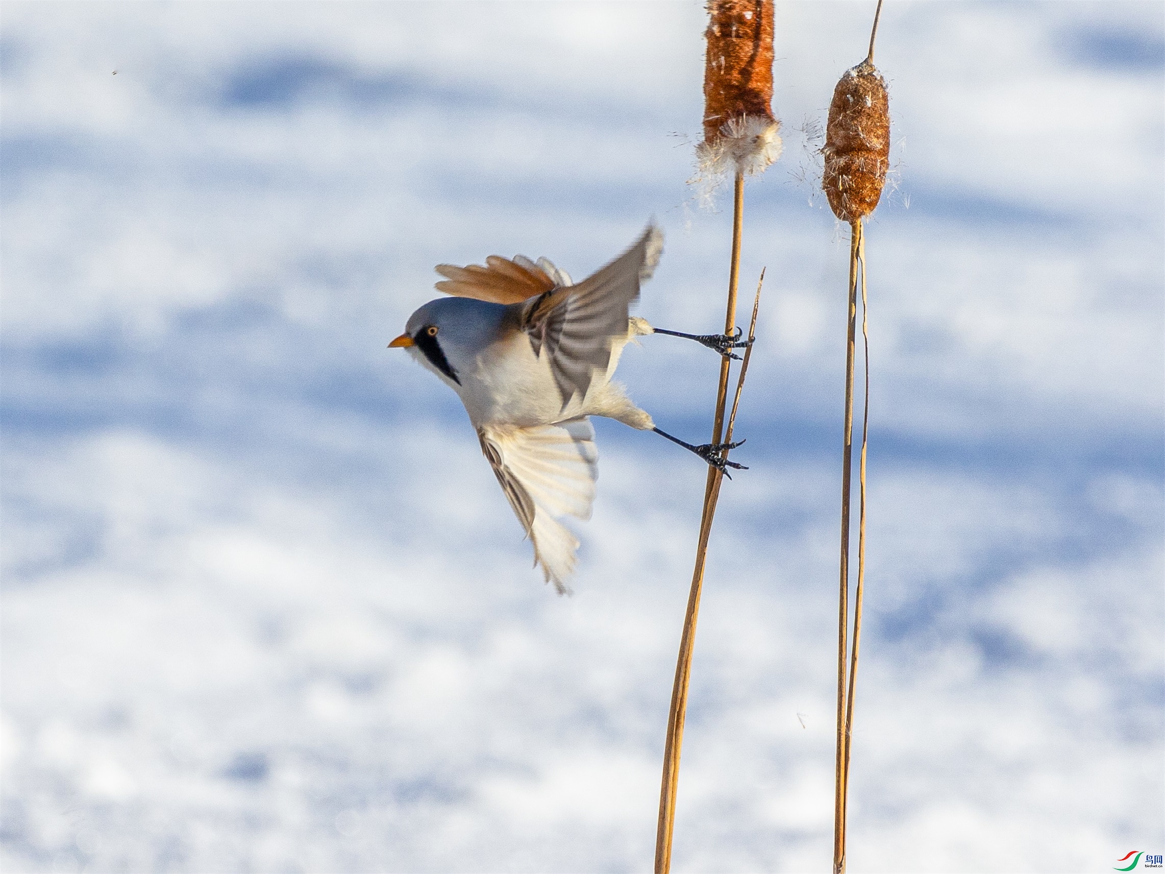 1K3A2238 ����1.jpg