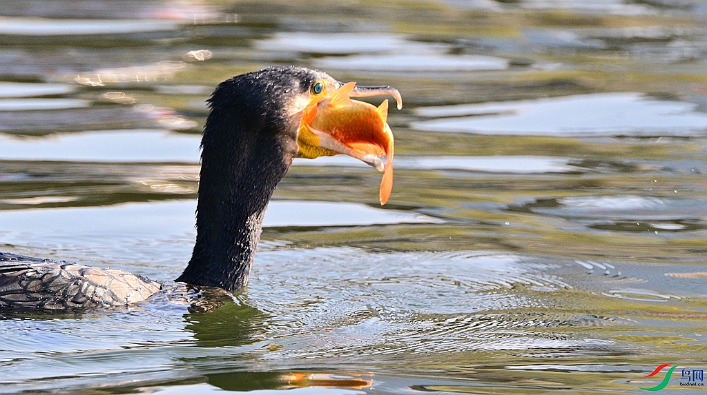 DSC_7036.JPG