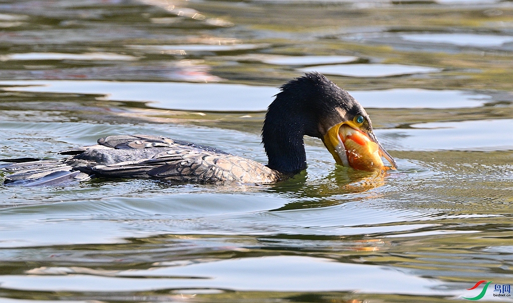 DSC_7045.JPG