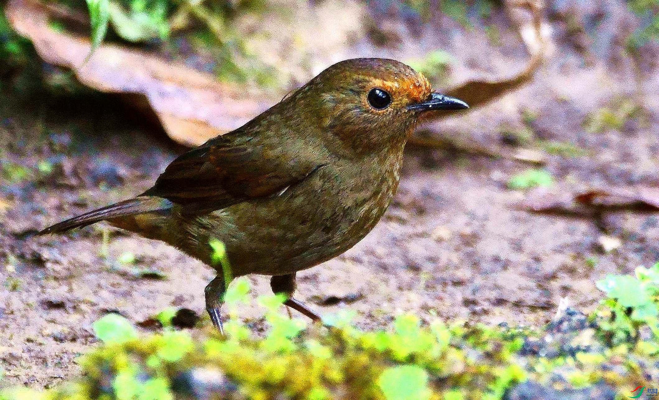 DSC_1690.JPG