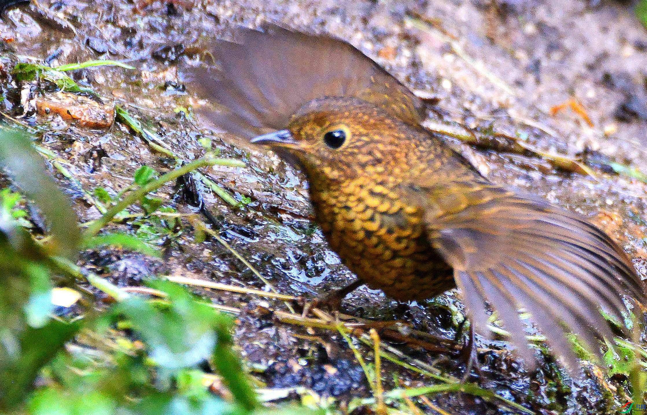 DSC_6908.JPG