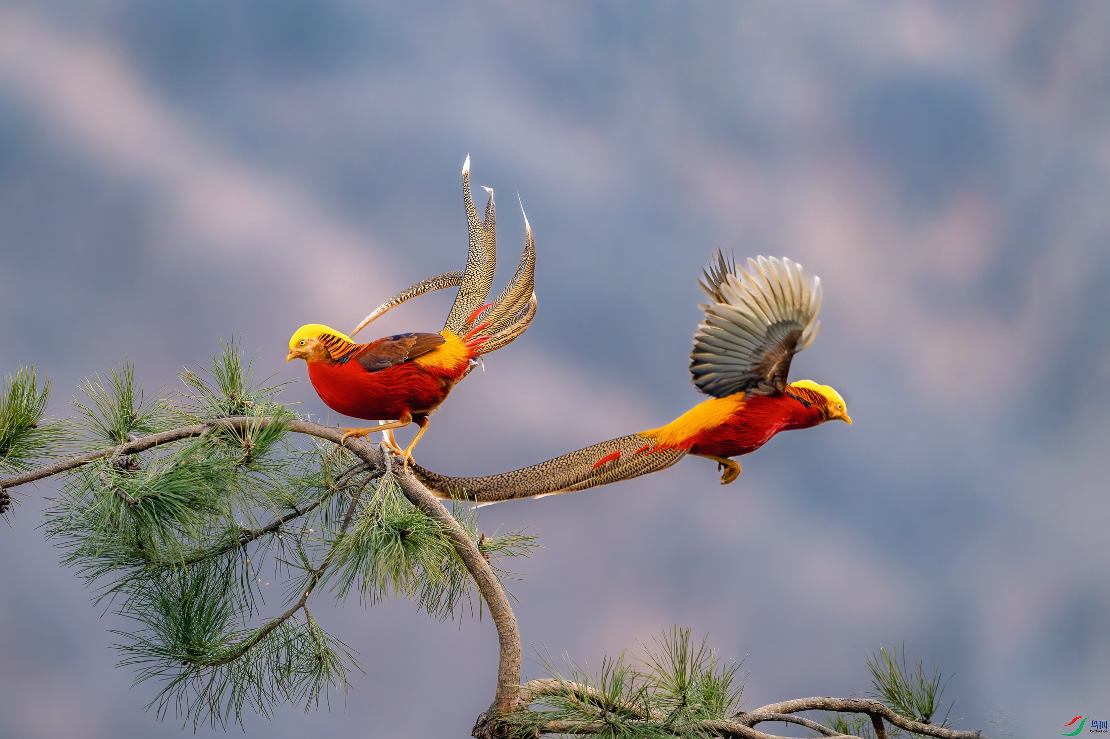 _DSC5781-����ǿ-NR ����.jpg