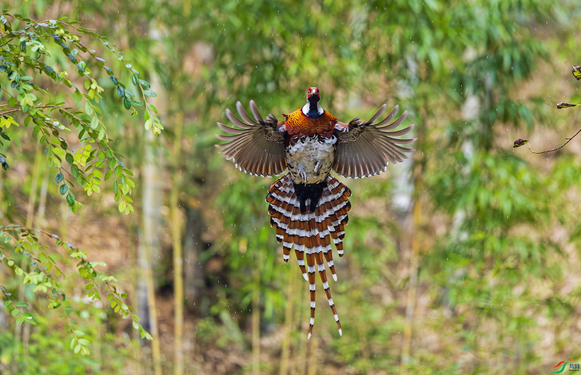 �׾���β��